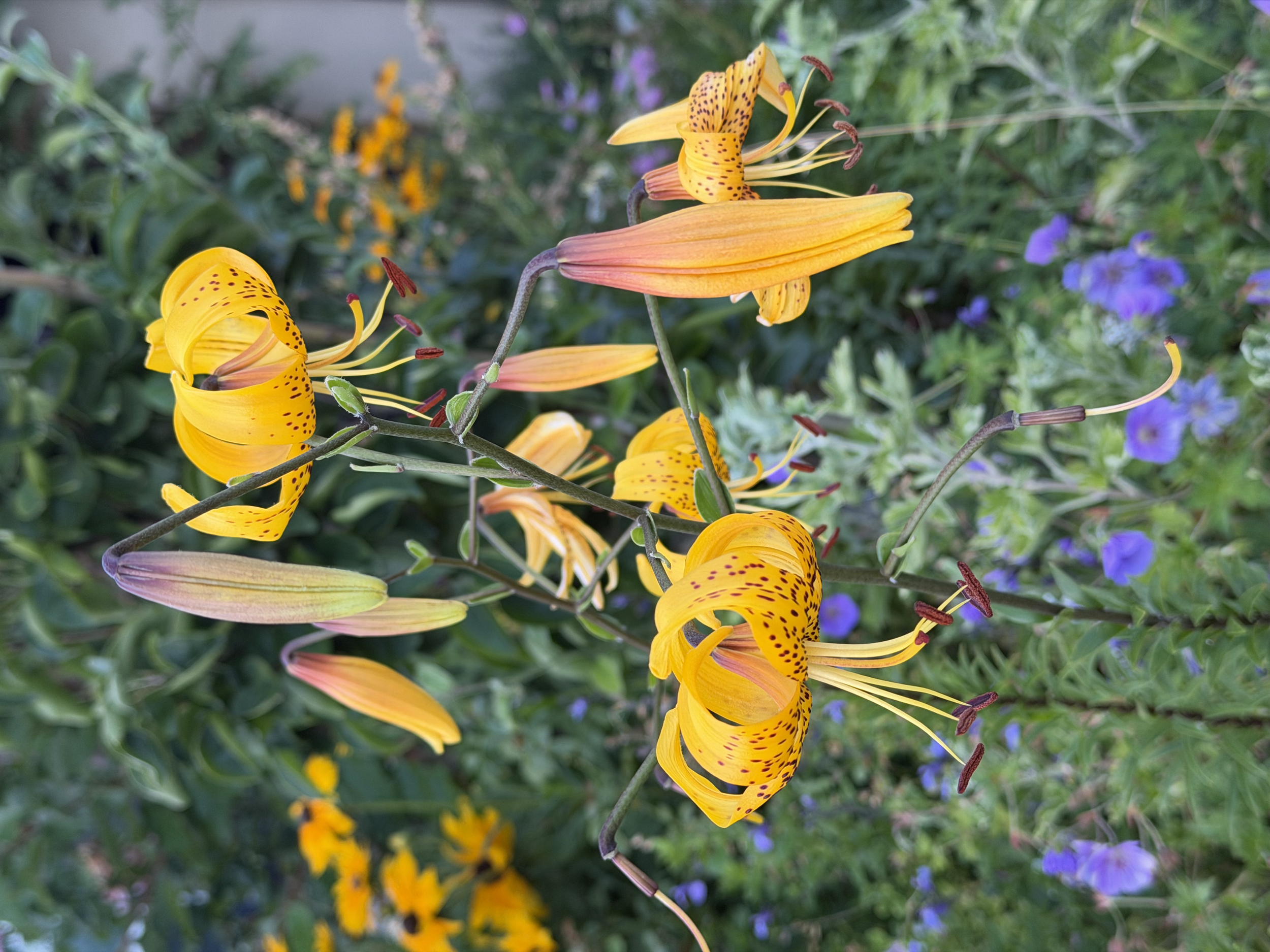 Tiger lilies bring structure and summer color