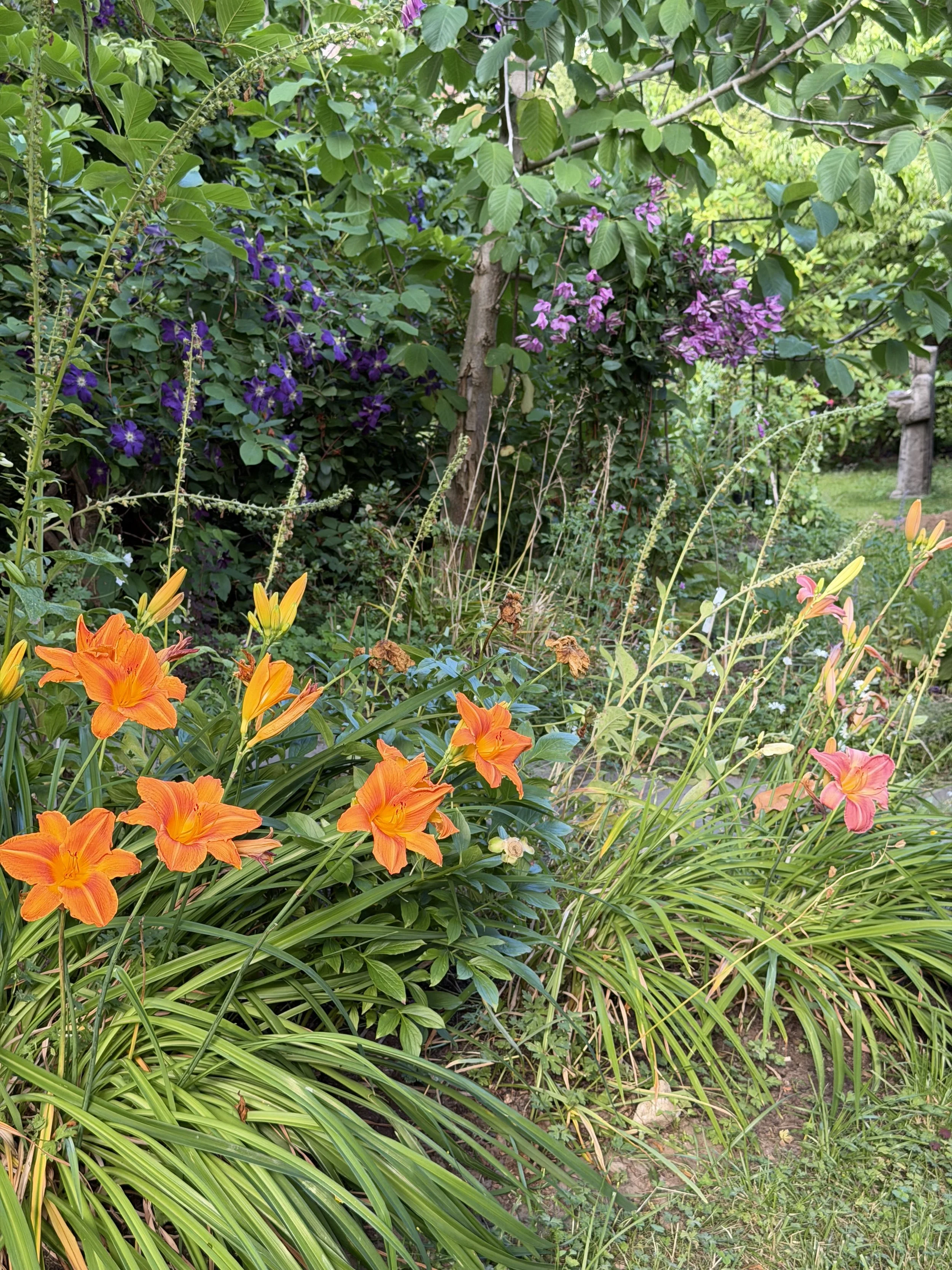 A vibrant garden scene featuring orange daylilies in the foreground, purple clematis with small flowers climbing on a support, and lush green foliage including leaves and branches in the background.