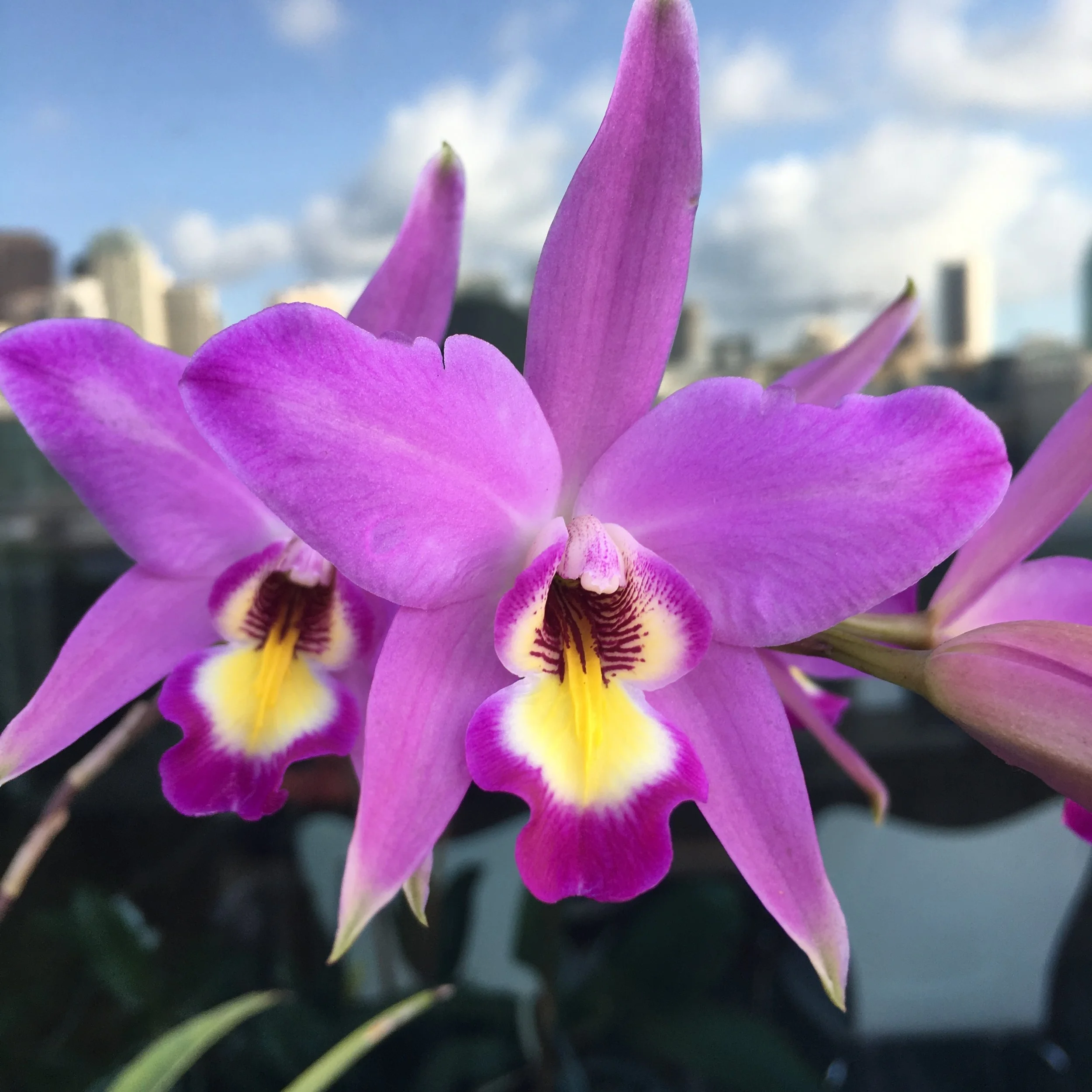 Close-up of a purple and yellow orchid flower with a blurred city skyline and blue sky in the background.