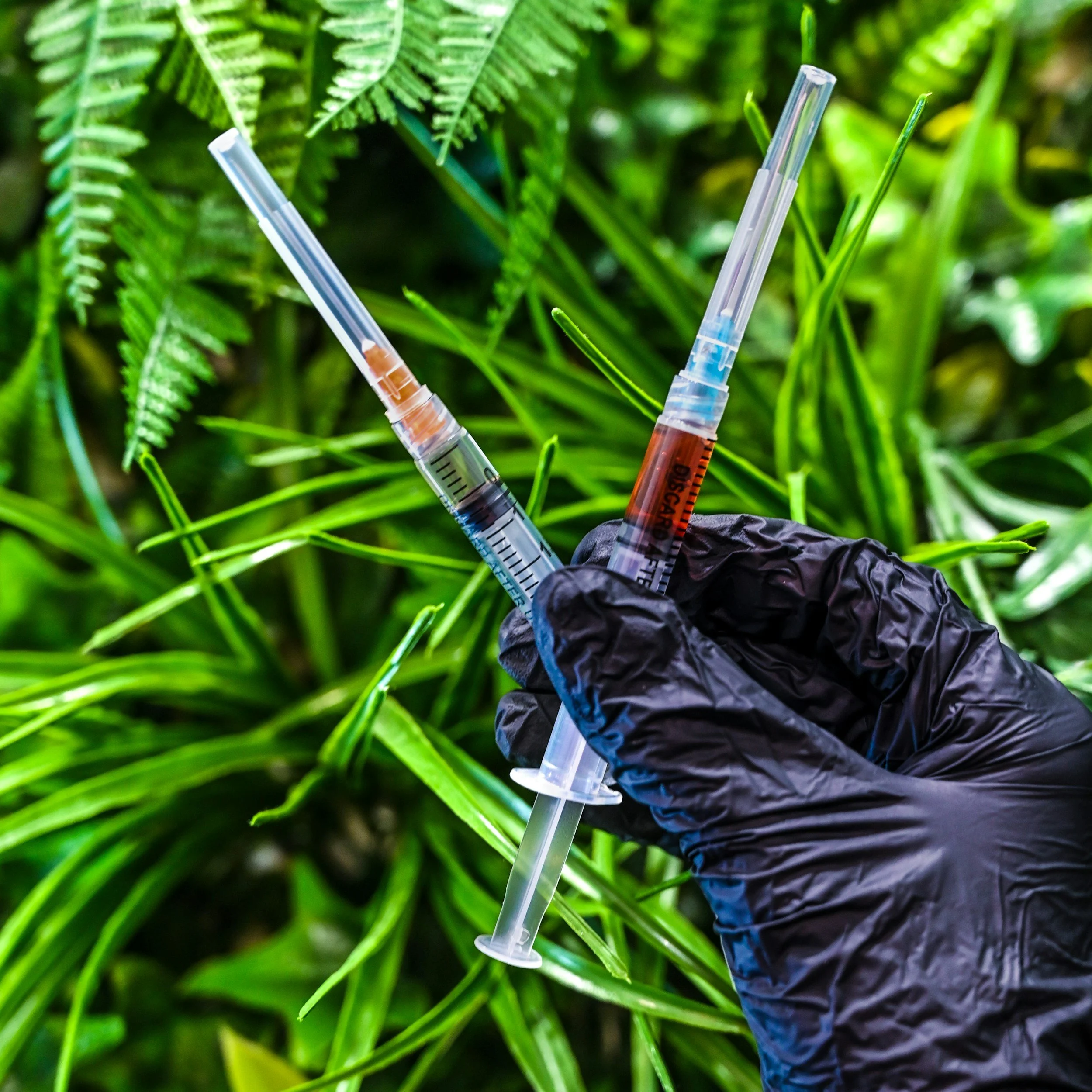 A person wearing black gloves holding syringes filled with liquid, set against a background of green plants.