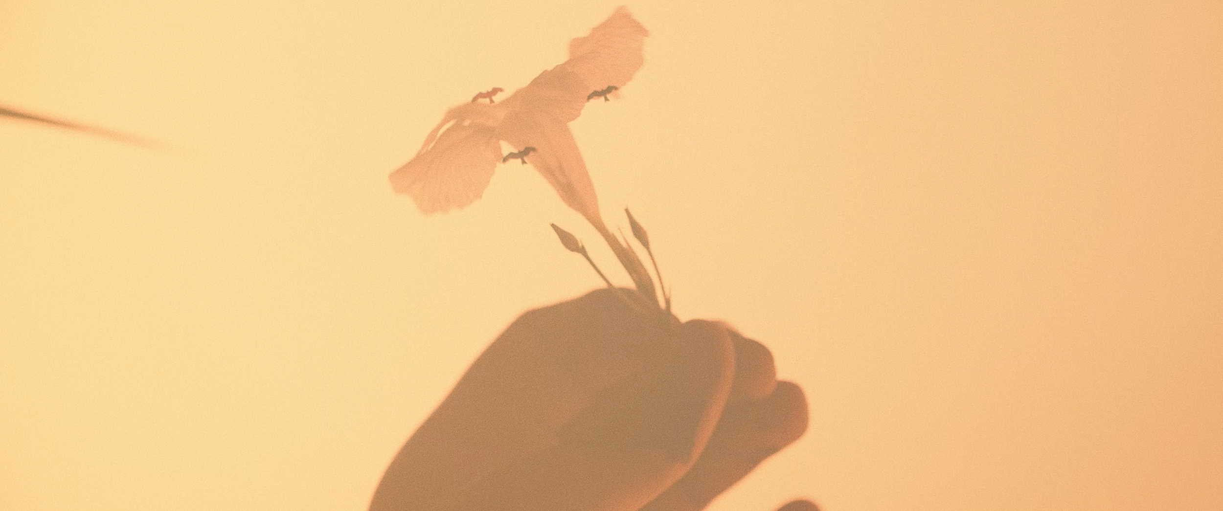 A hand holding a flower or plant silhouette against a warm, orange background, possibly a sunset.