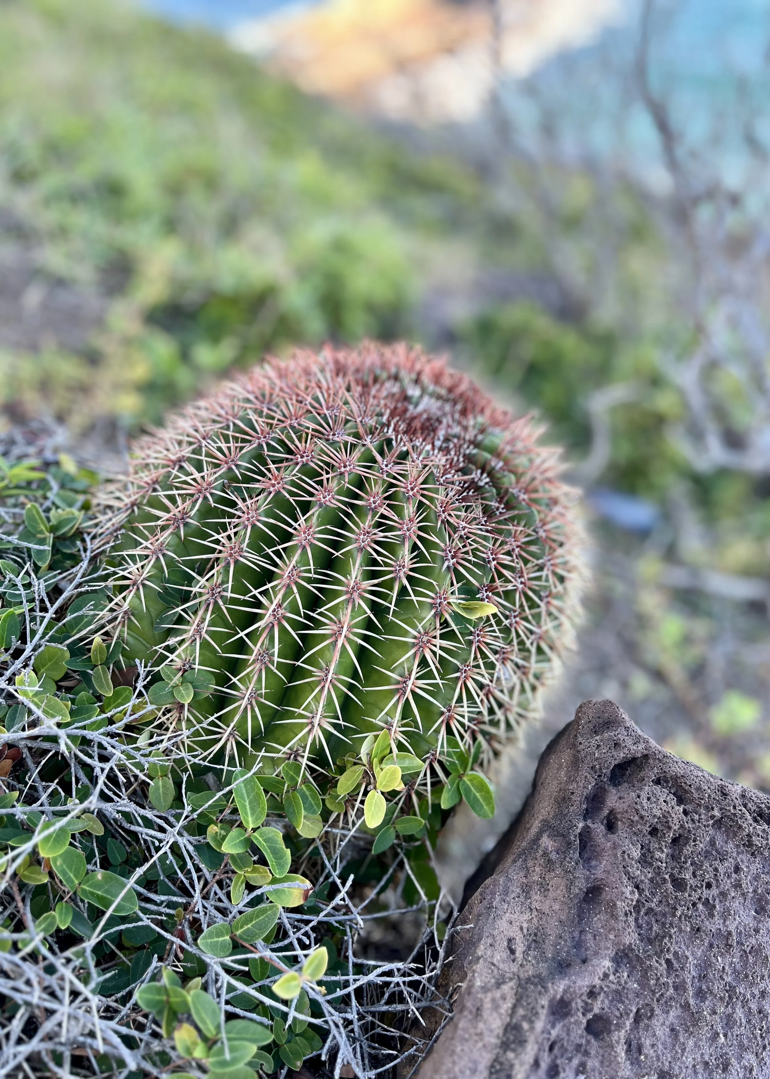 SAINT BARTH TROPIQUES