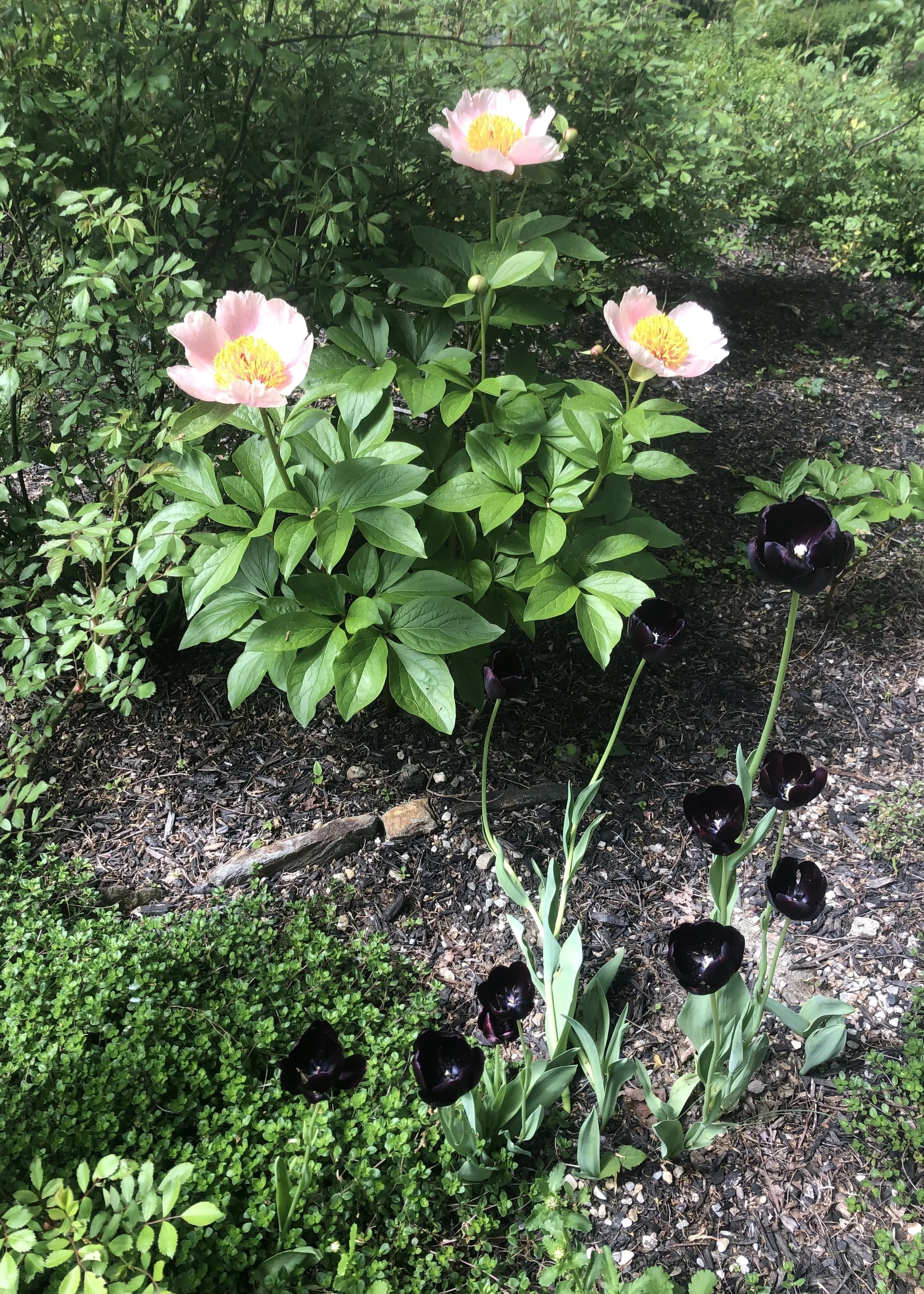 IMG_4193.jpeg
