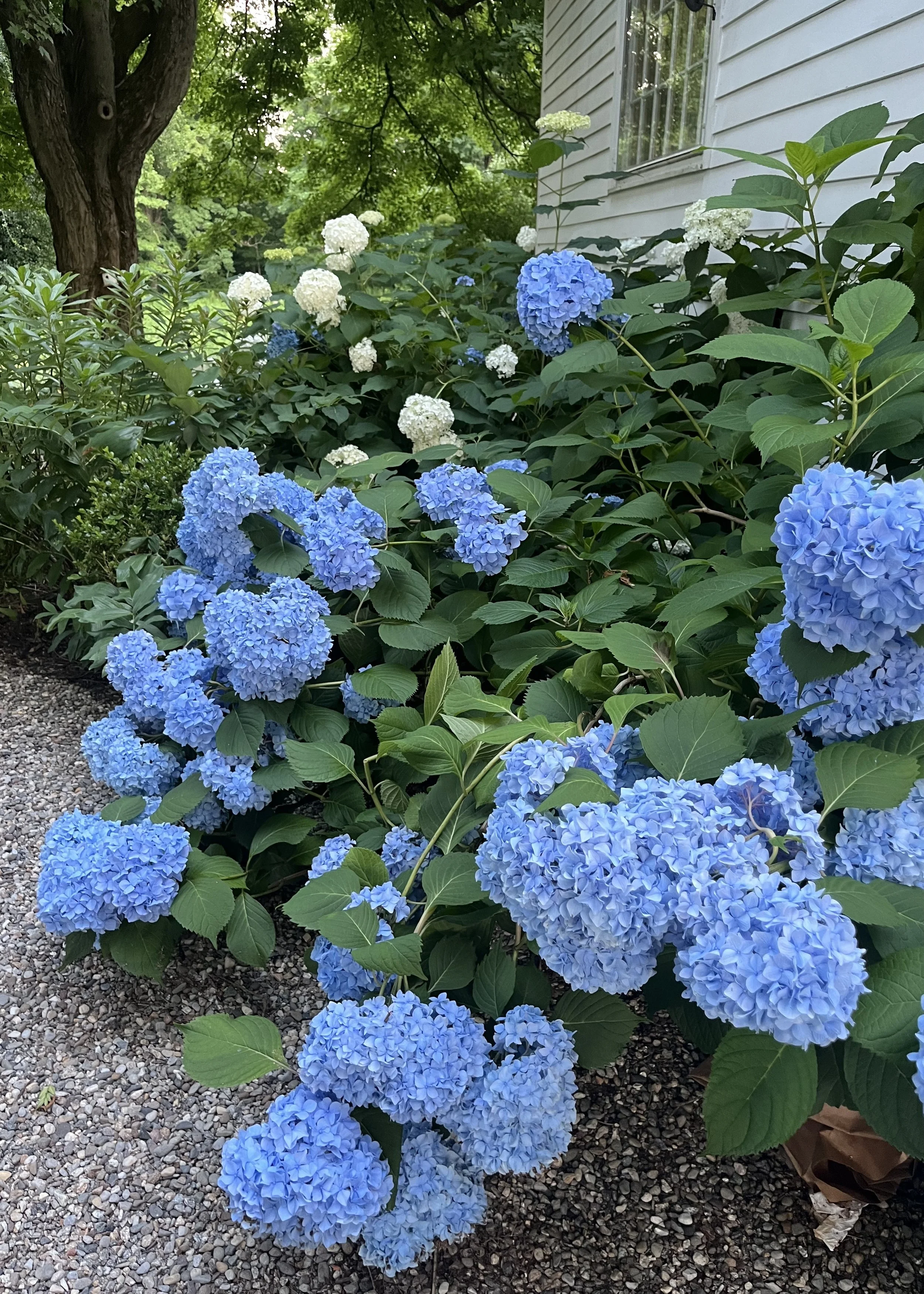 IMG_4305.jpeg