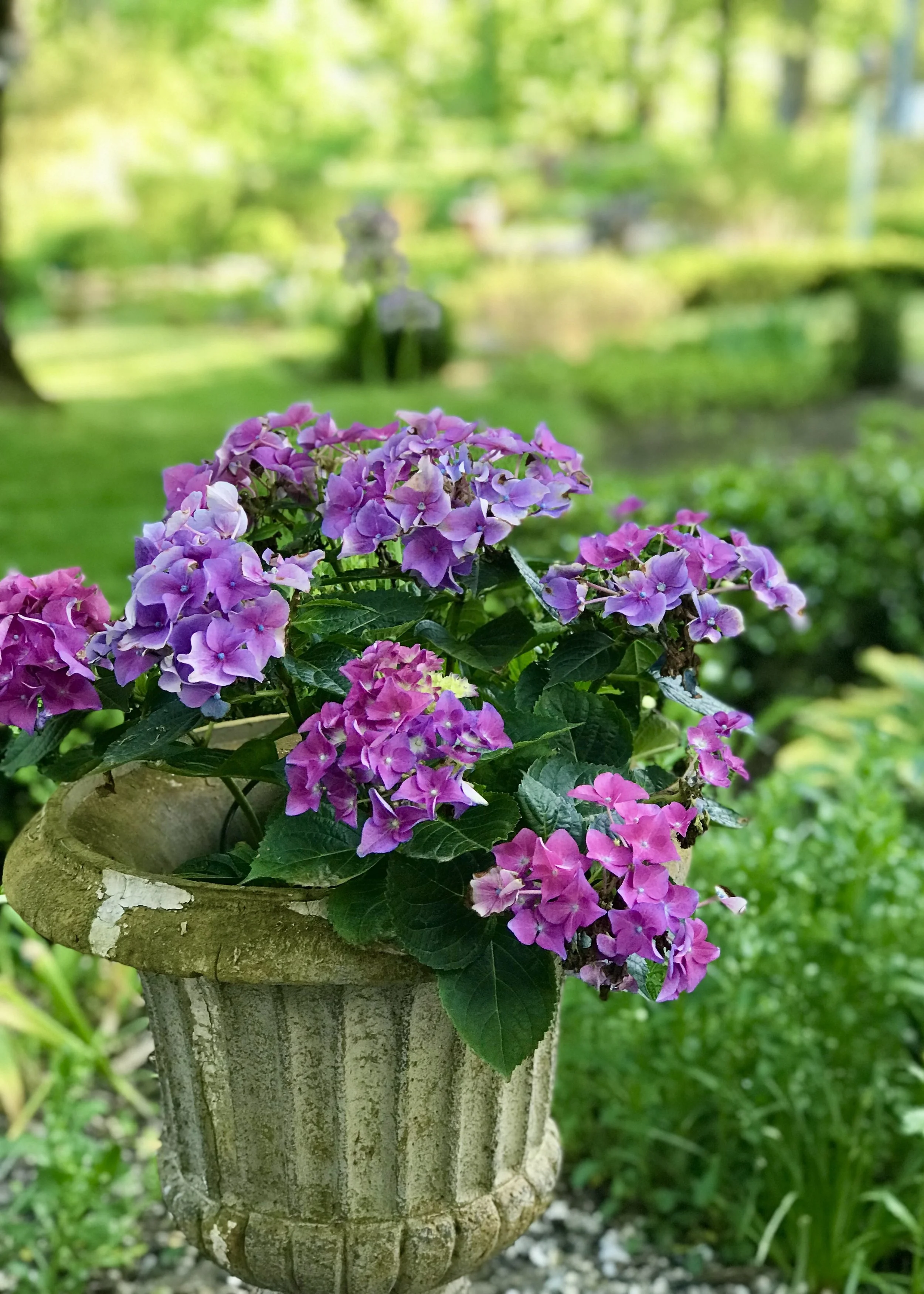 IMG_2106.jpeg
