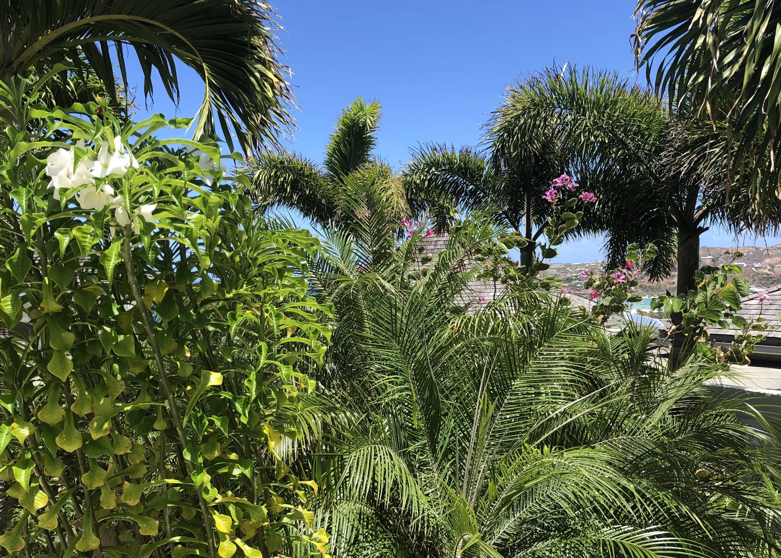 IMG_0608.jpeg