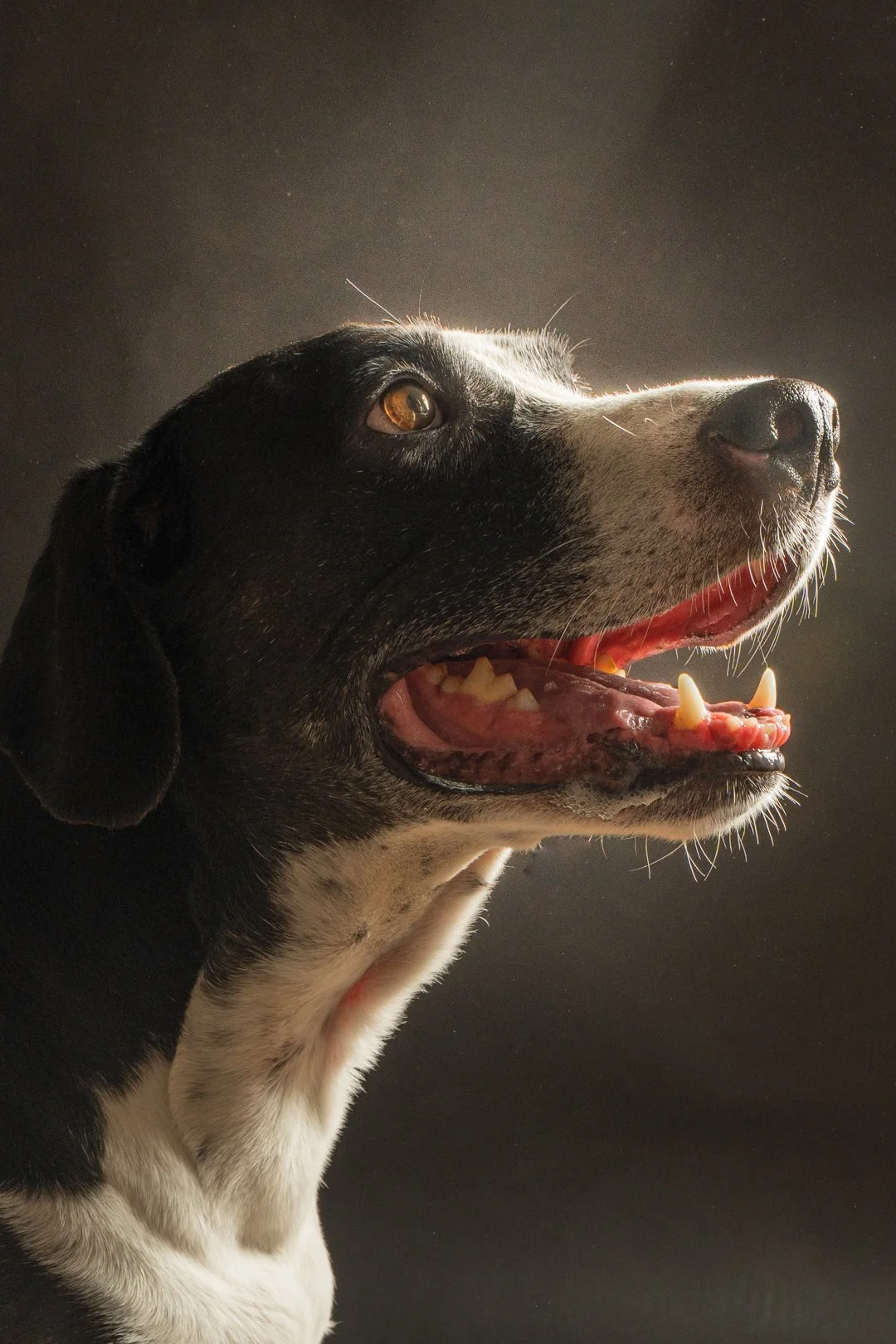 Close-up of a black and white dog looking upward with open mouth, showing teeth and tongue, against a dark background.