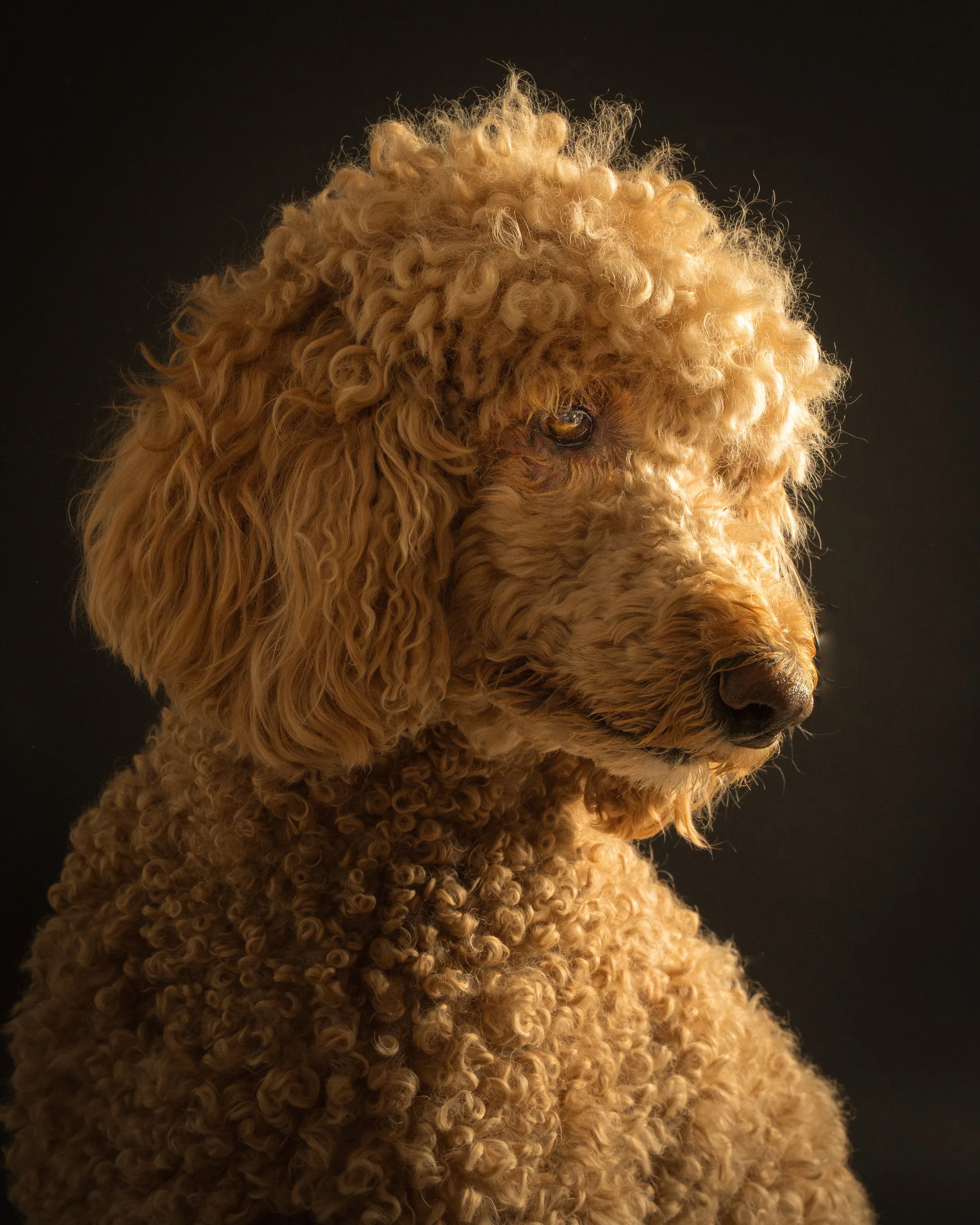 Close-up of a curly-haired, apricot-colored doodle against a black background, looking to the right.