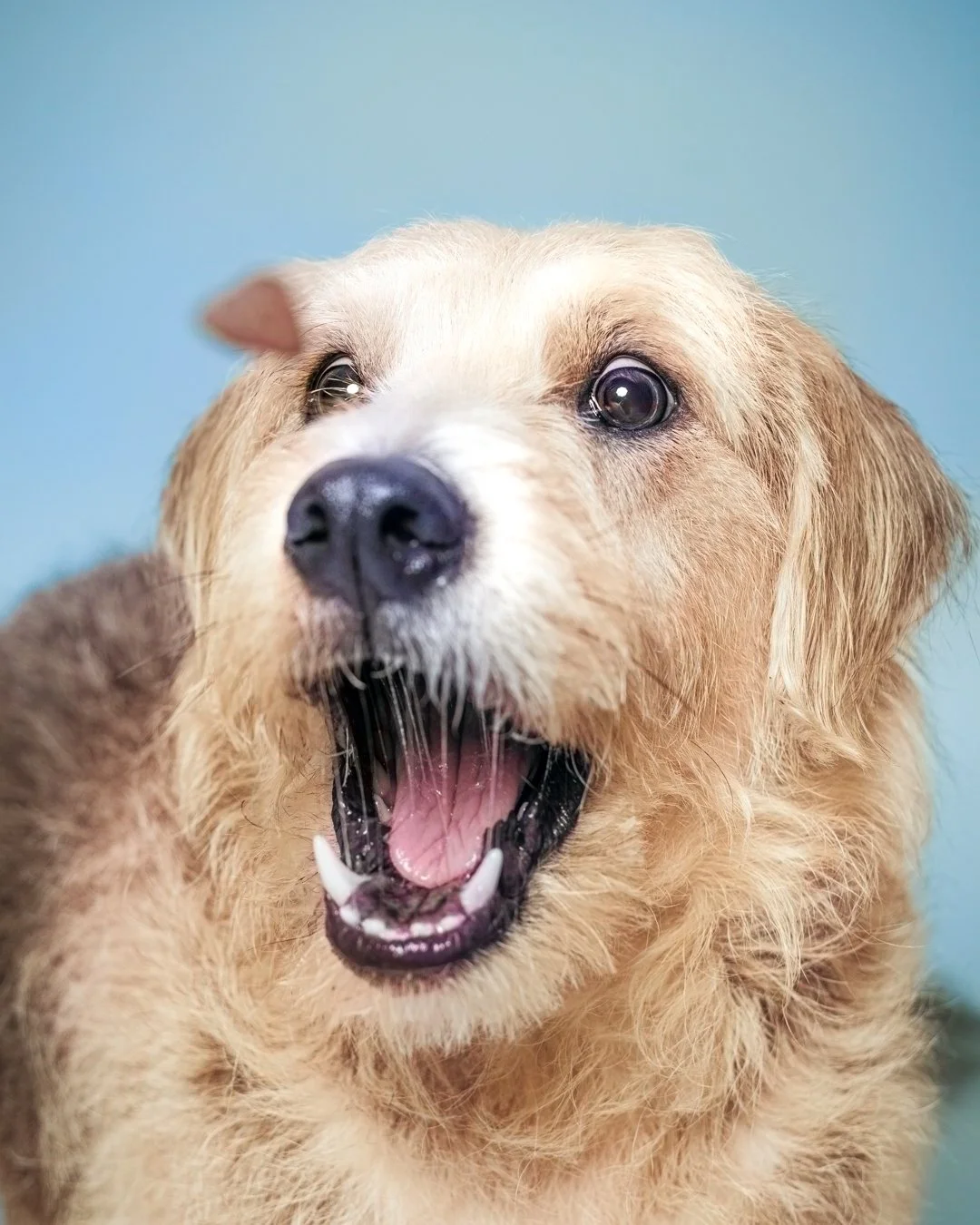 Close-up of a happy terrier with an open mouth, showing teeth, against a light blue background.