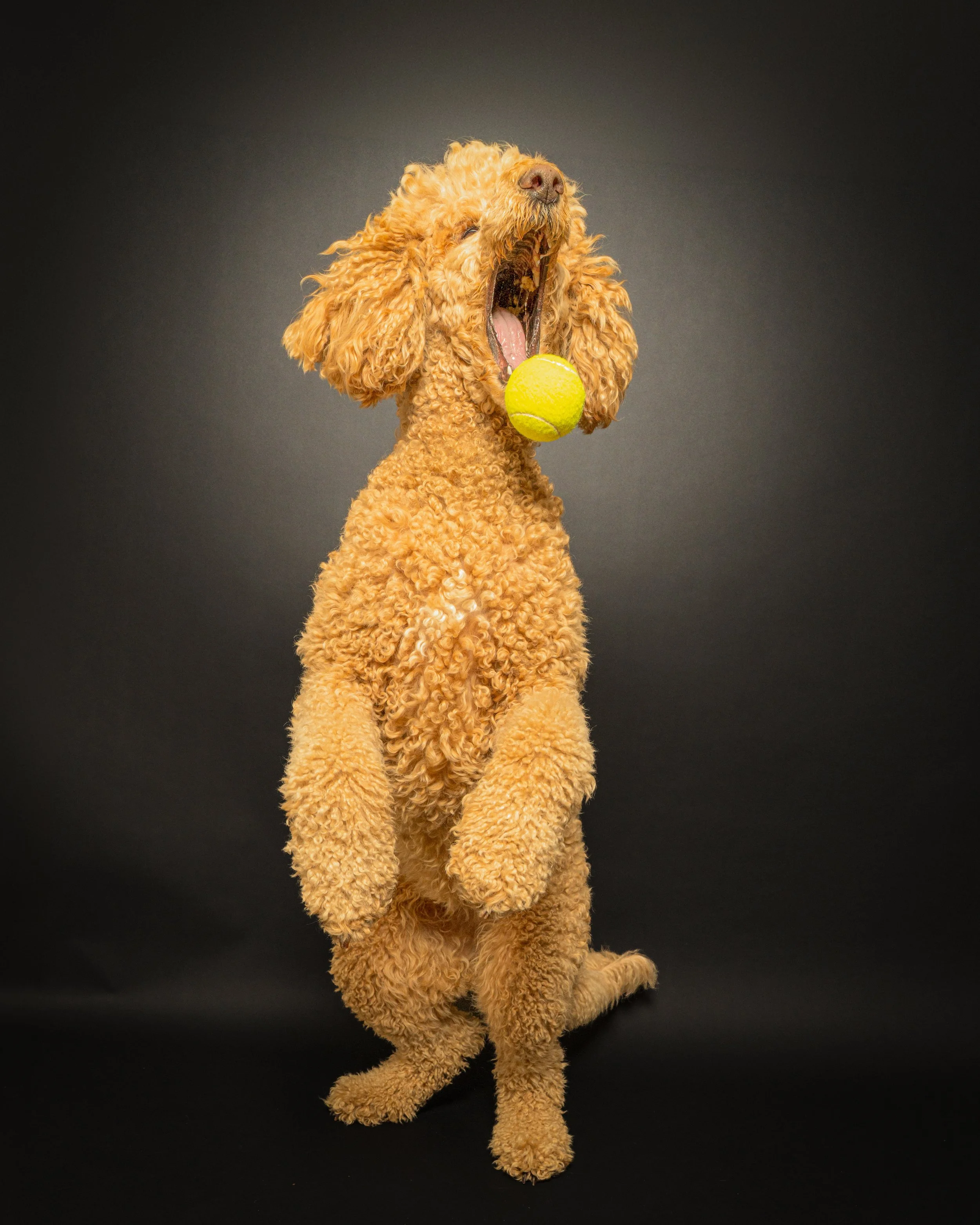 A curly-haired dog jumping after a yellow tennis ball against a plain dark background.