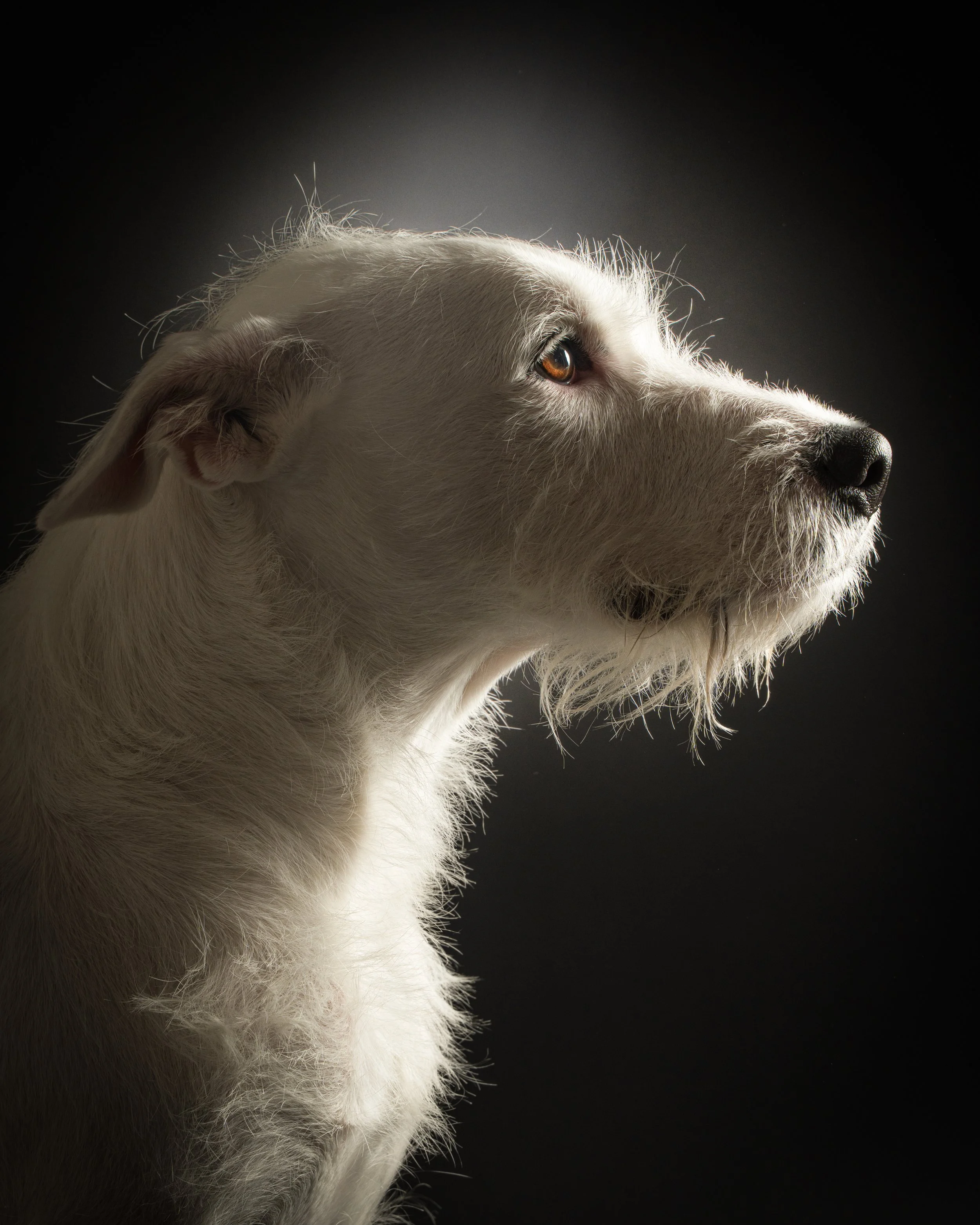 Close-up of a white dog with brown eyes, looking to the right against a dark background.