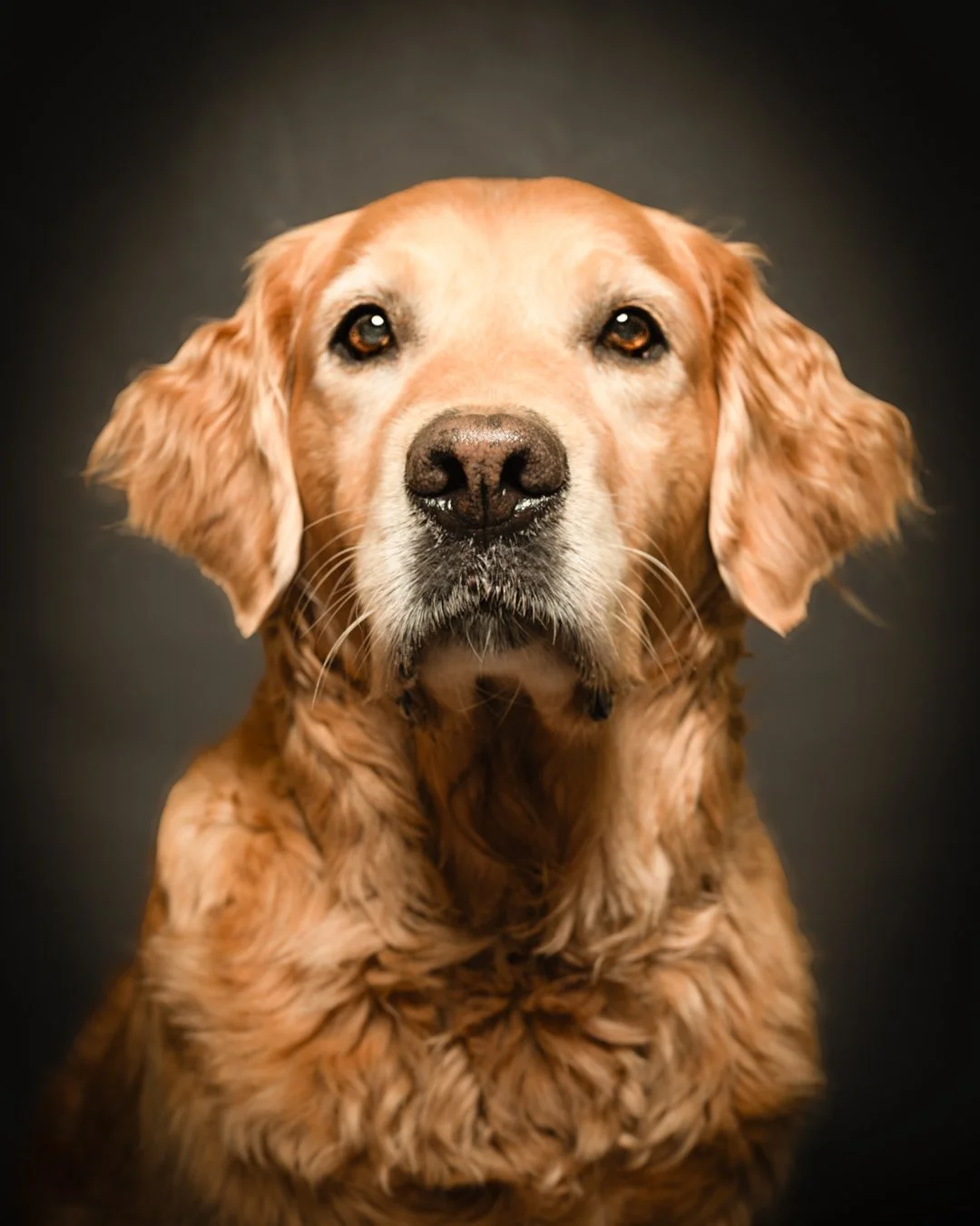 Close-up portrait of a mature golden retriever dog with a serious expression, looking directly at the camera against a dark background.