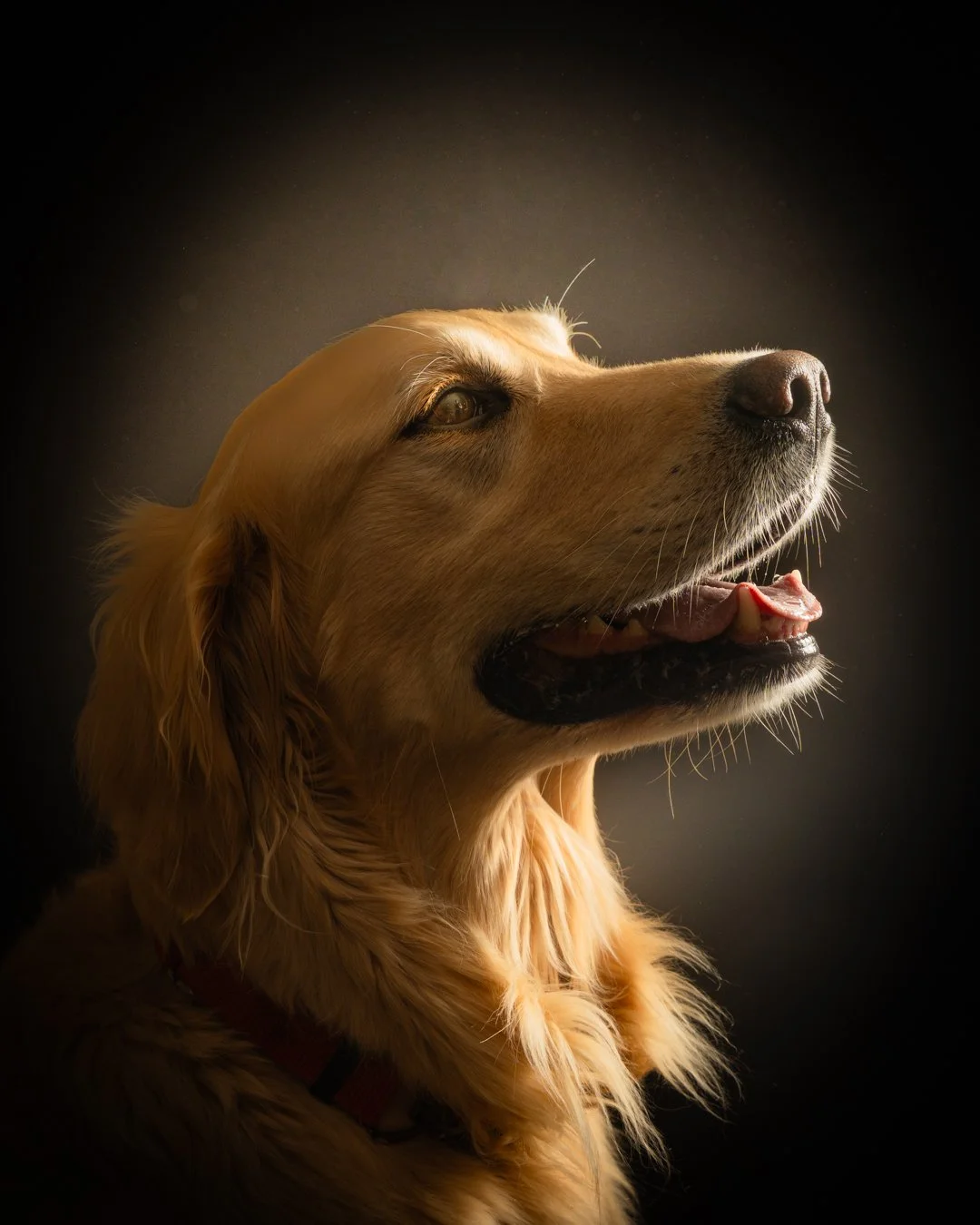 Close-up of a golden retriever dog looking upwards against a dark background.