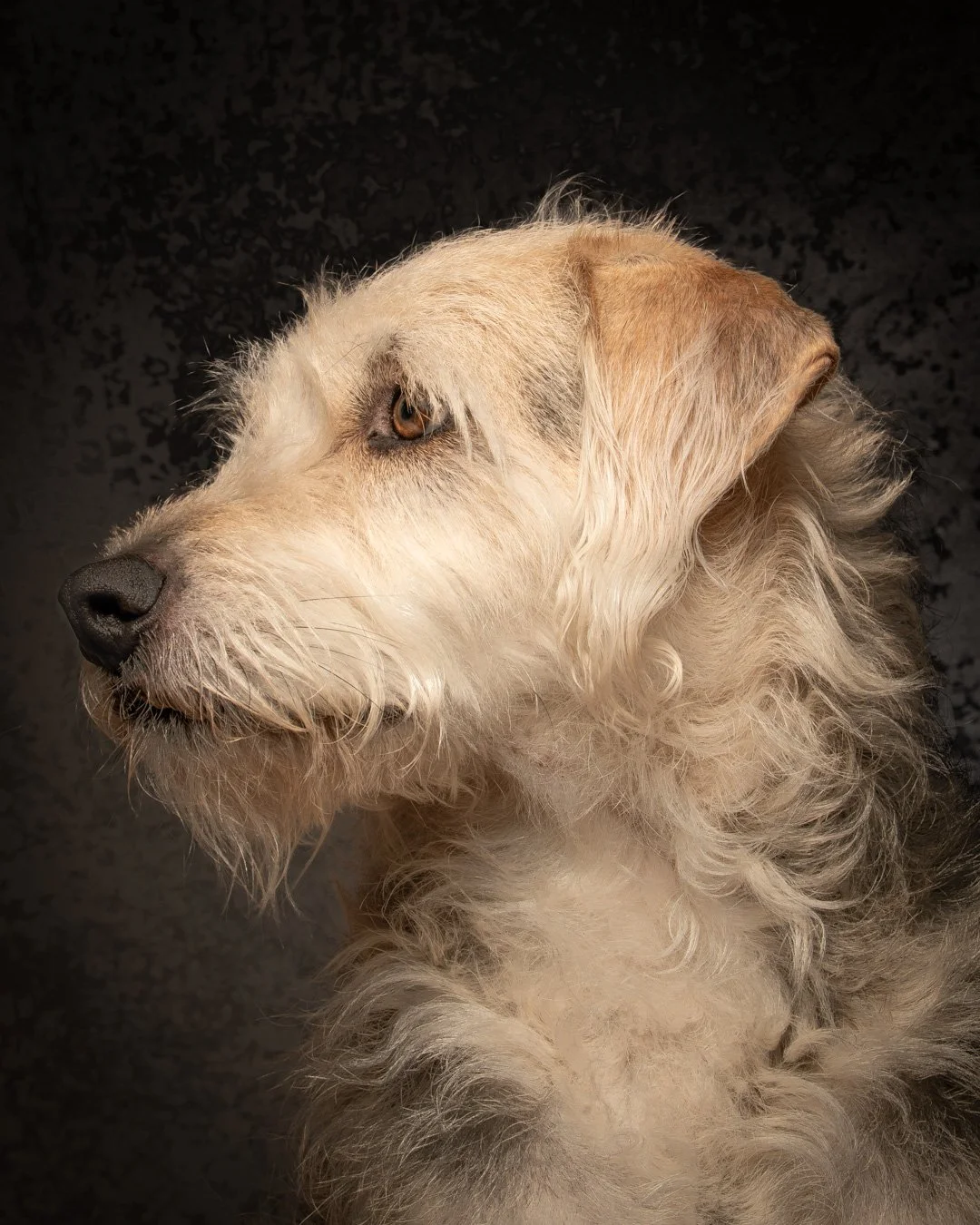 Vancouver Pet Portraits