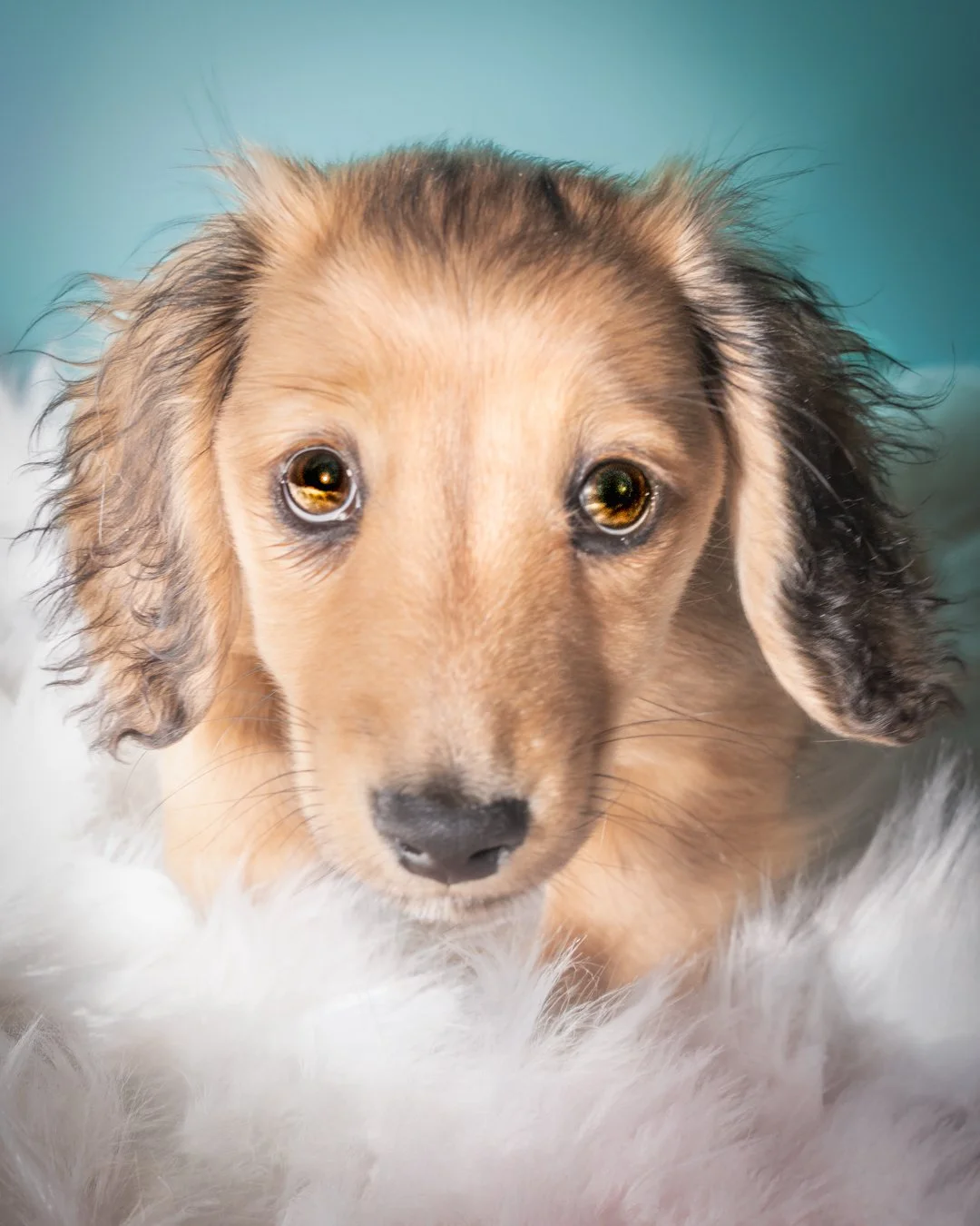 Close-up of a cute puppy with brown fur, floppy ears, and brown eyes, laying on a fluffy white surface.