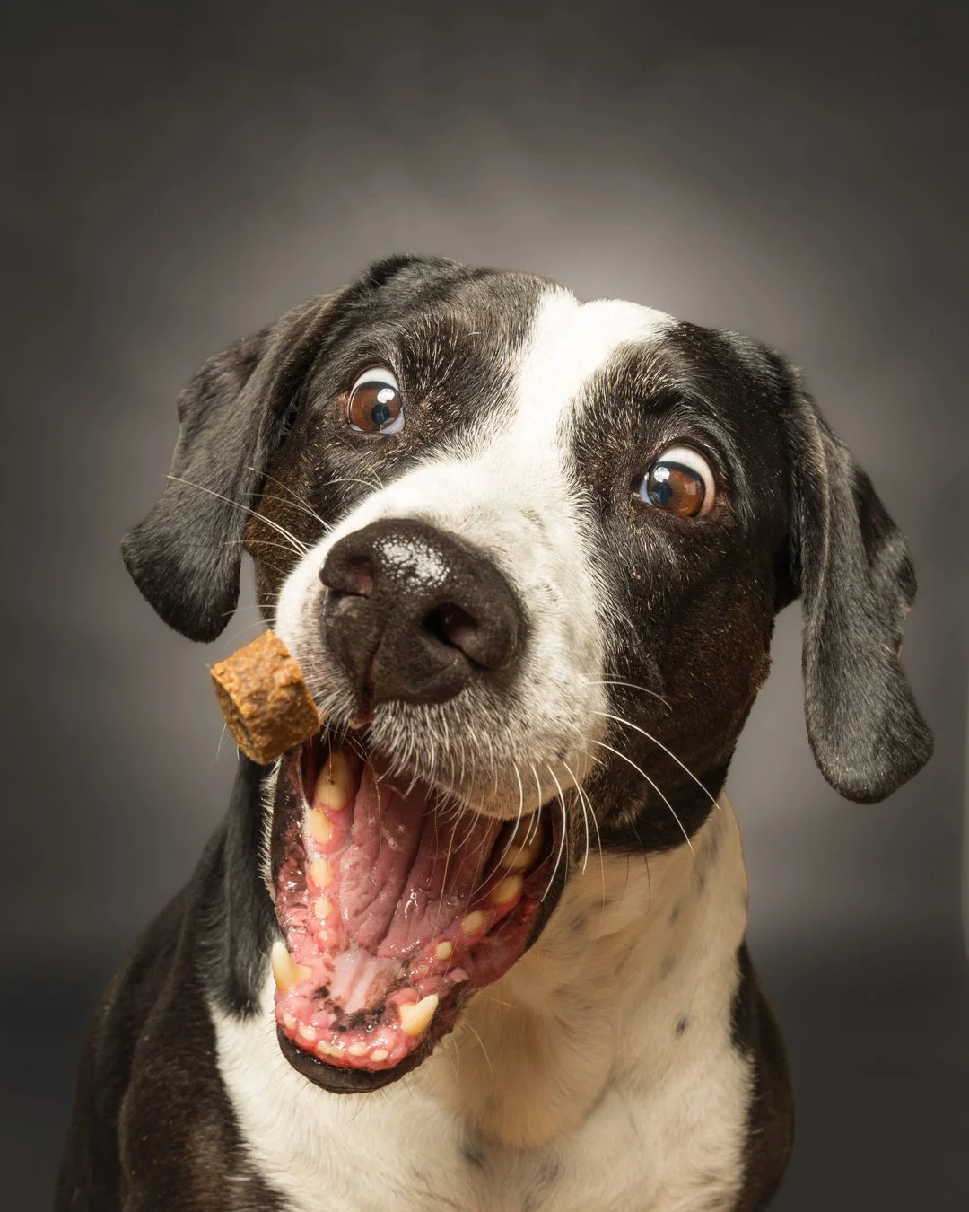 A black and white dog with a brown eye on a gray background, catching a small treat in its mouth and smiling.