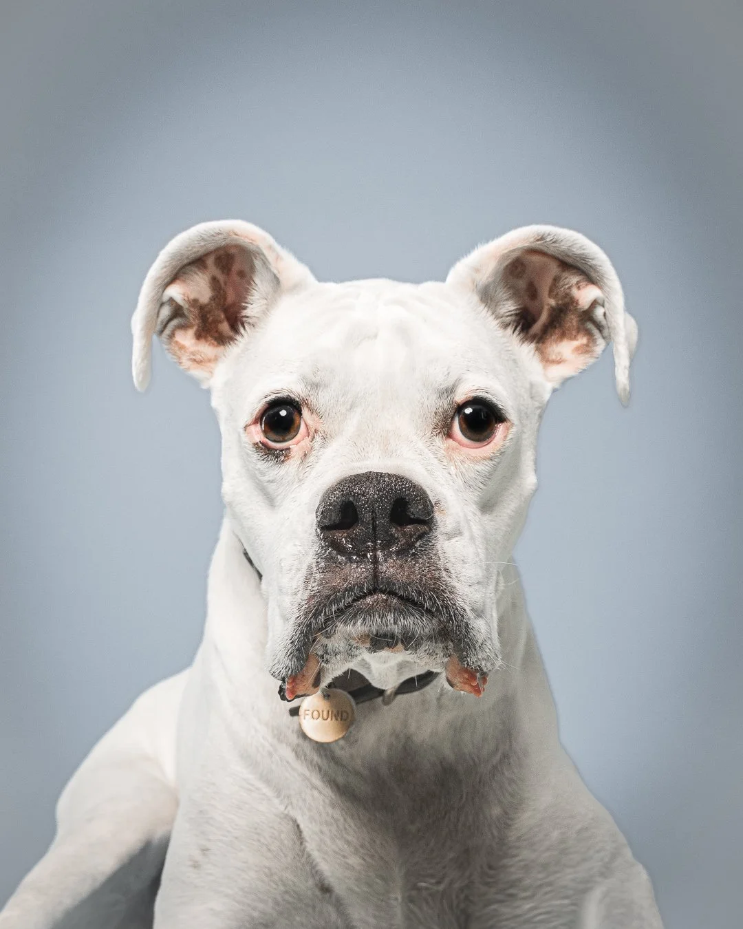 Close-up of a white dog with a soulful expression and a 'FOUND' tag on its collar, against a plain gray background.