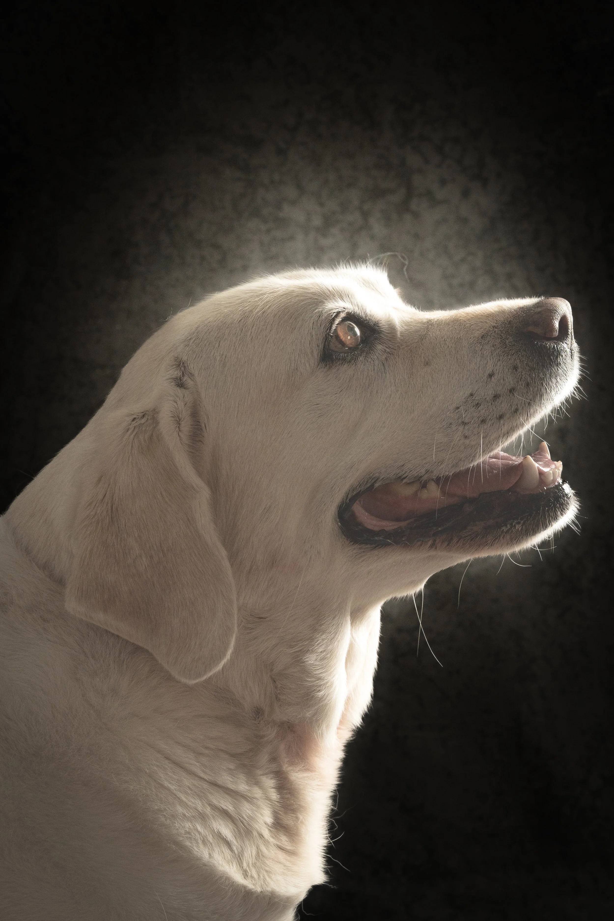 Close-up of a yellow Labrador retriever dog with its mouth open, showing teeth and pink tongue, on a dark background.