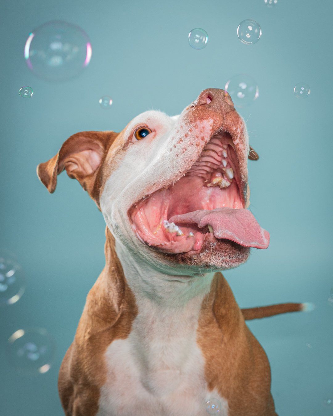 A brown and white dog with its mouth open, tongue out, and head tilted upward, surrounded by floating bubbles.