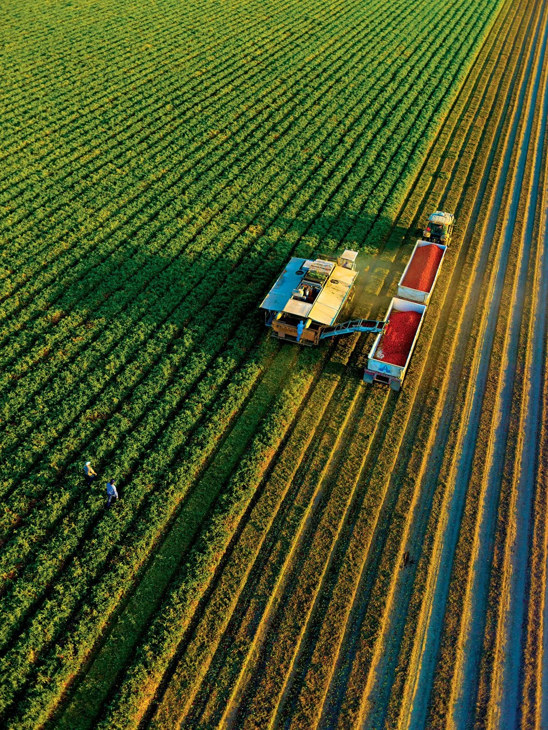 Aerial view of a tractor harvesting processing tomatoes in a production field, with two workers walking along the rows.
