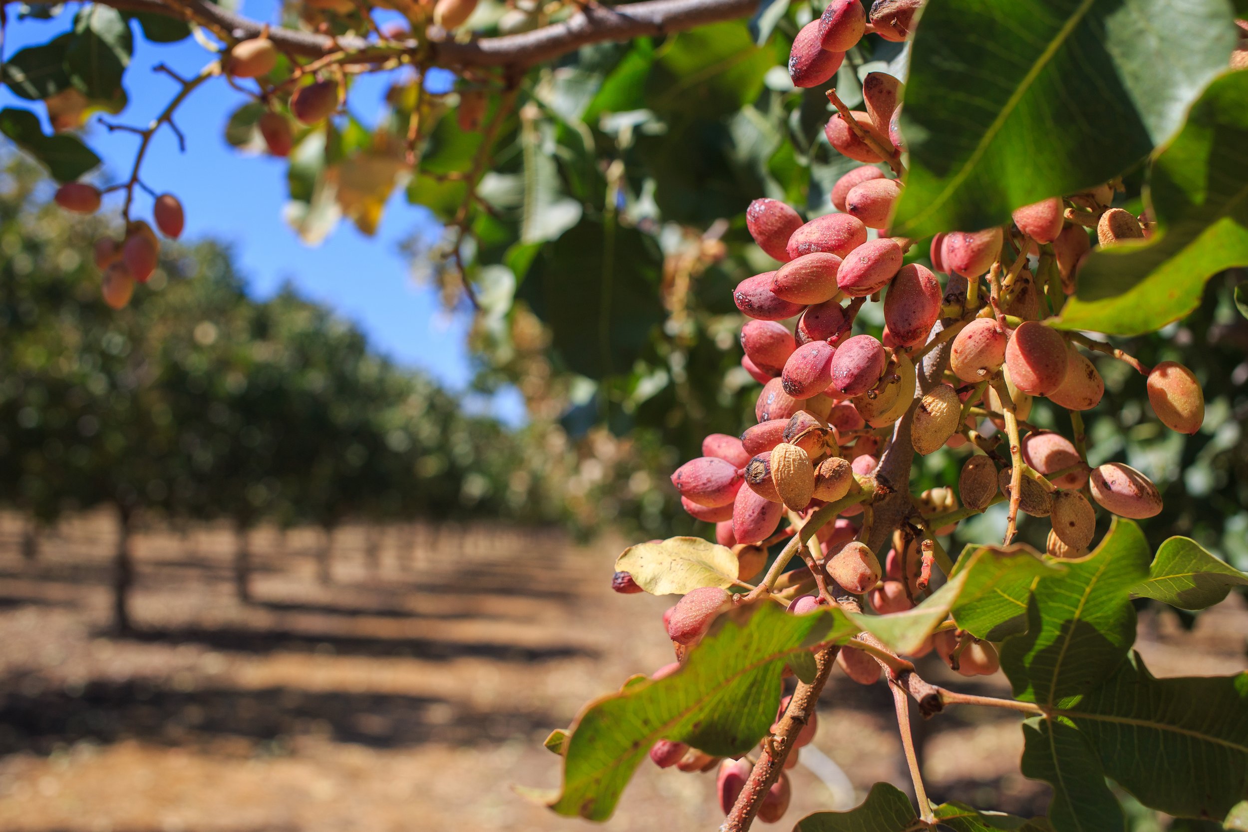 Close up of pistachio nuts hanging on a branch with green leaves, against a production orchard background with blue sky.