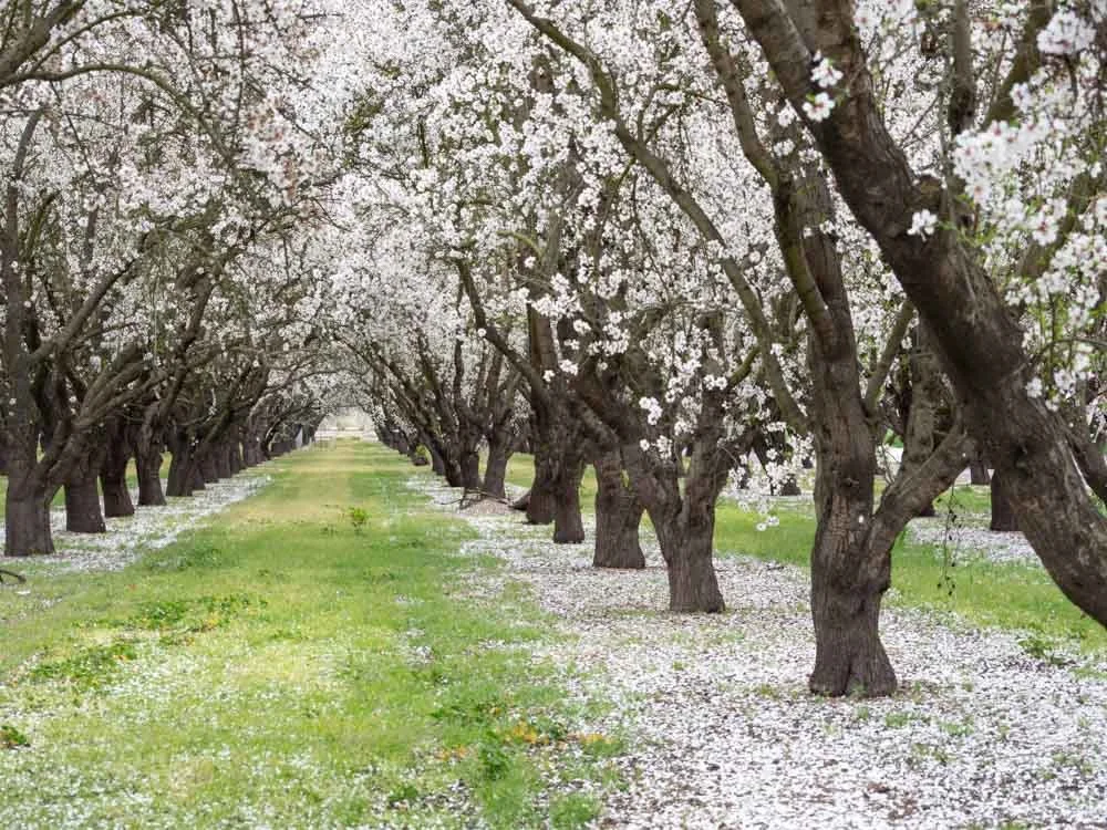 A row of blooming cherry blossom trees lining a grassy pathway.