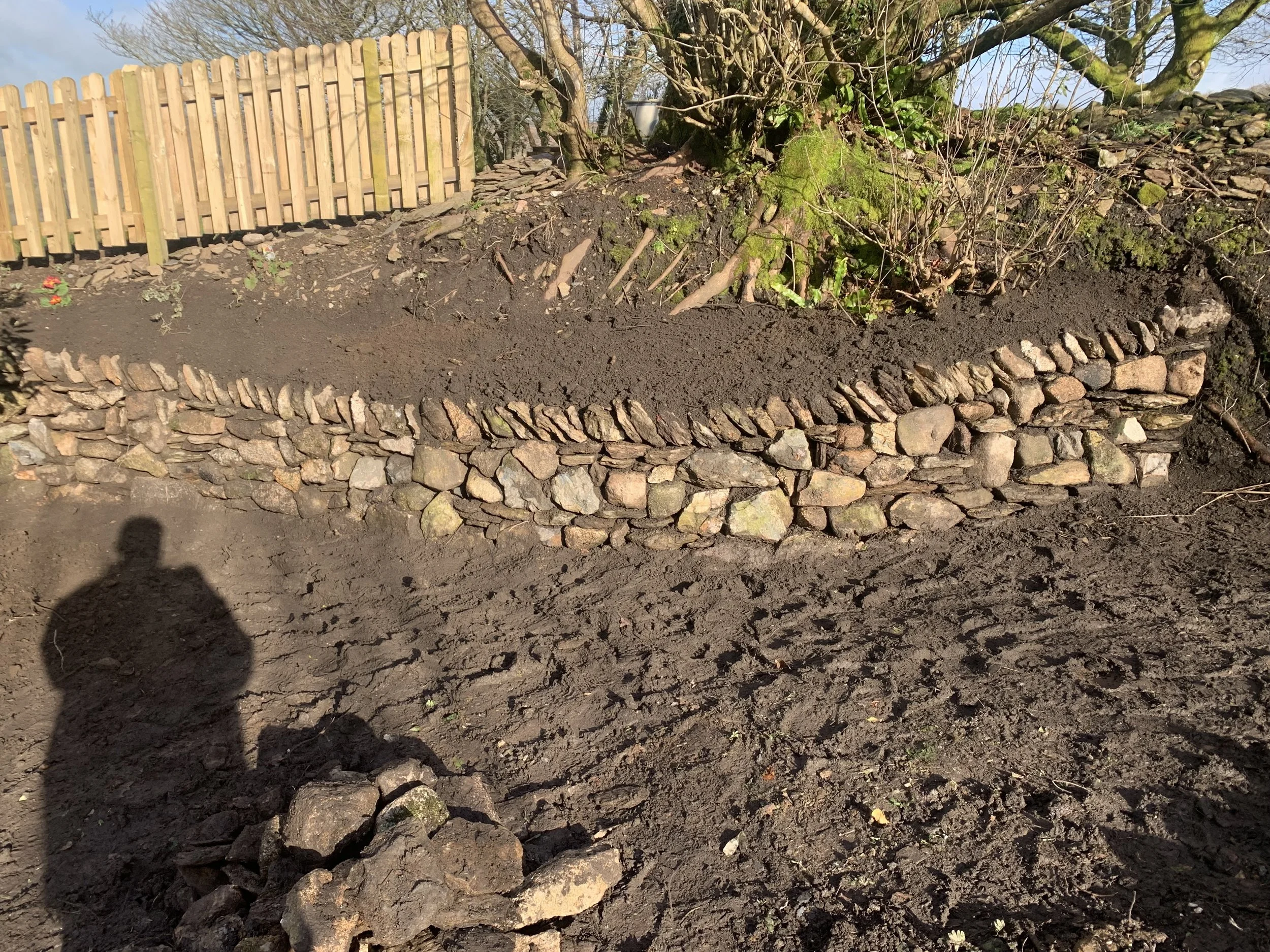 A garden bed with dark soil, bordered by a stone wall, with some small plants starting to grow and a dry, leafless shrub with moss-covered branches, and a wooden fence in the background.