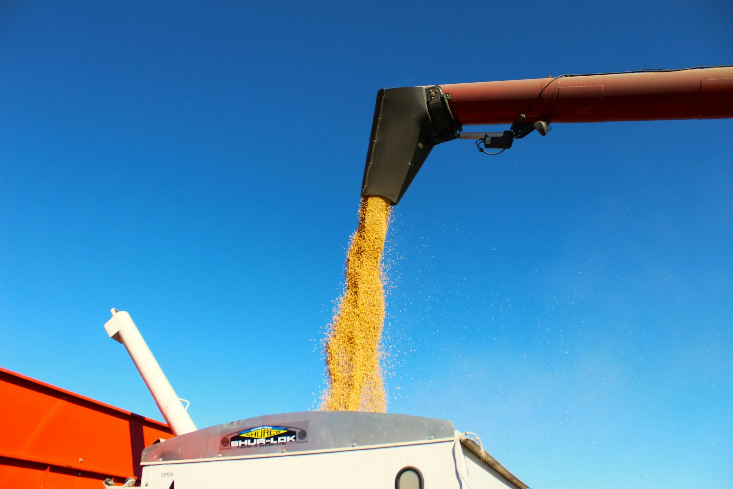 Grain being unloaded from a red hopper onto a conveyor, with a clear blue sky in the background. From Feed Manufacturing