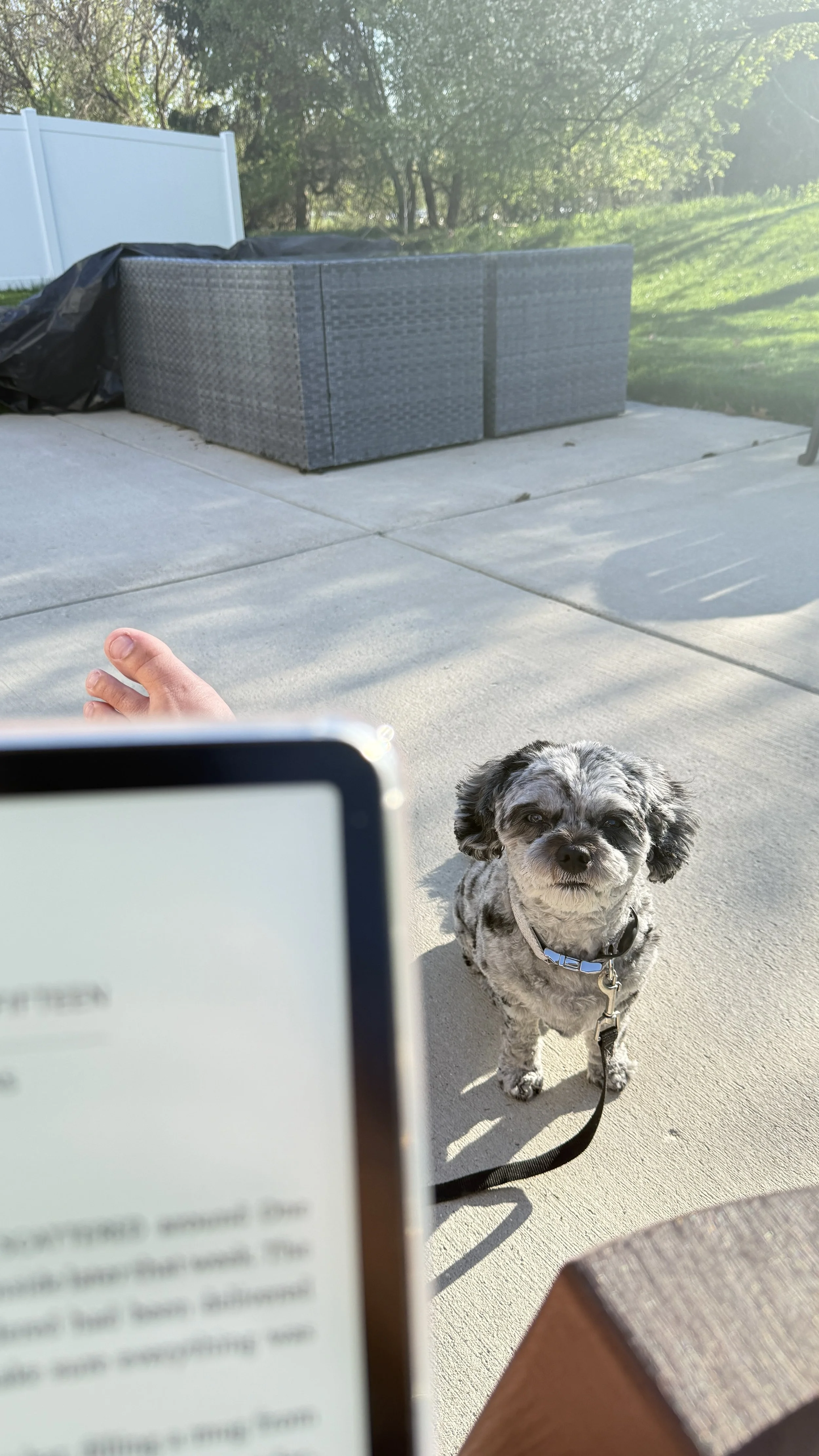 A small dog with black, white, and gray fur standing on a concrete patio, looking directly at the camera, with a leash attached to its collar. In the background, there are trees and grass, with sunlight shining through the leaves.