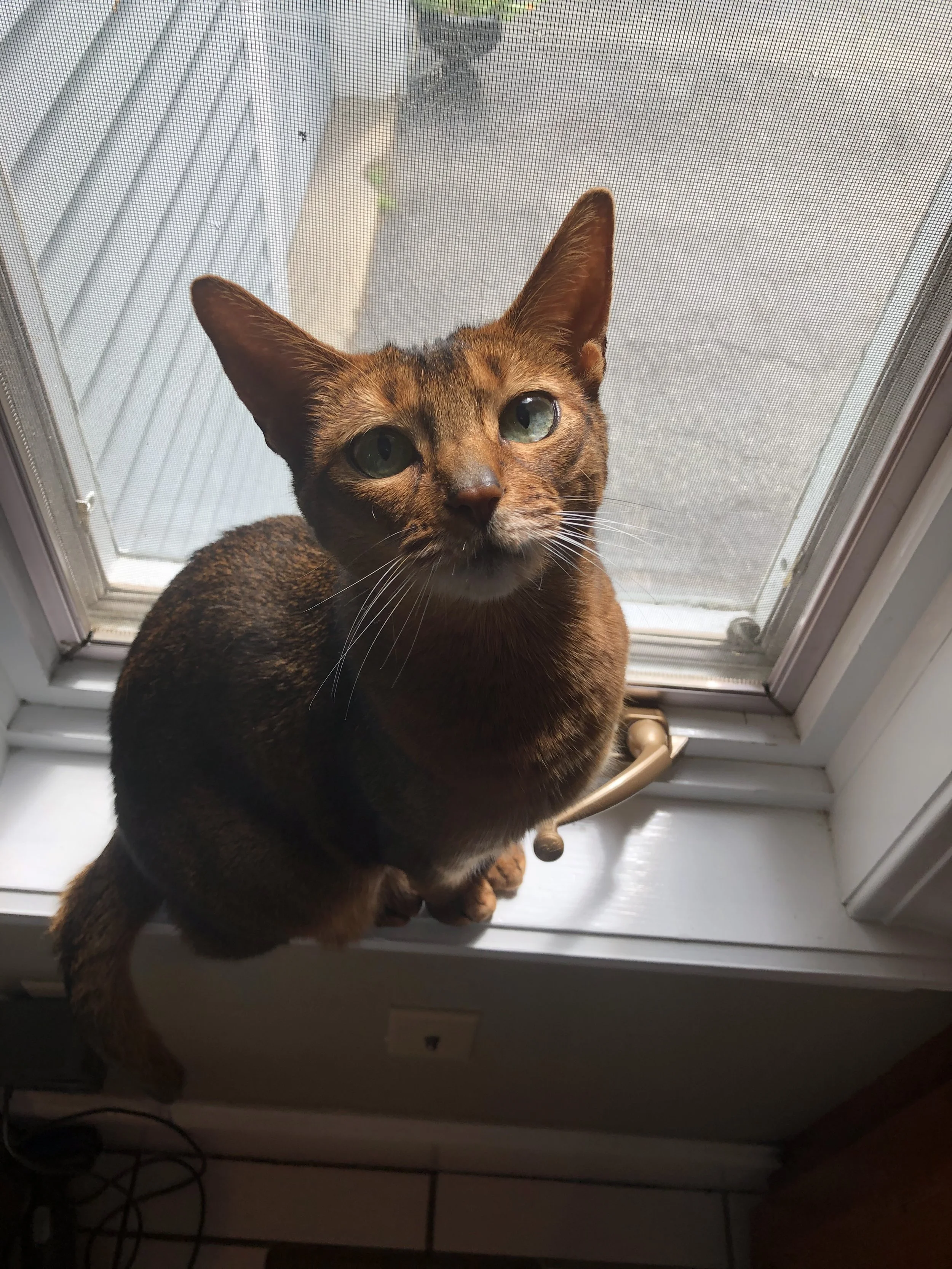 A brown dog with large ears and green eyes looking up through a window screen, with a door handle and tiled floor visible.