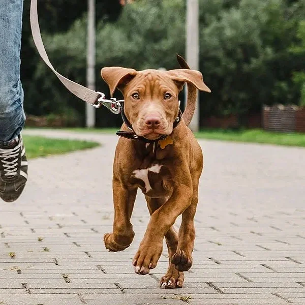 A brown puppy with floppy ears running on a paved pathway.