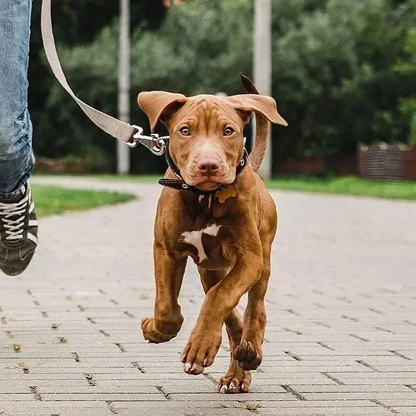 dog%2Bwalk.webp