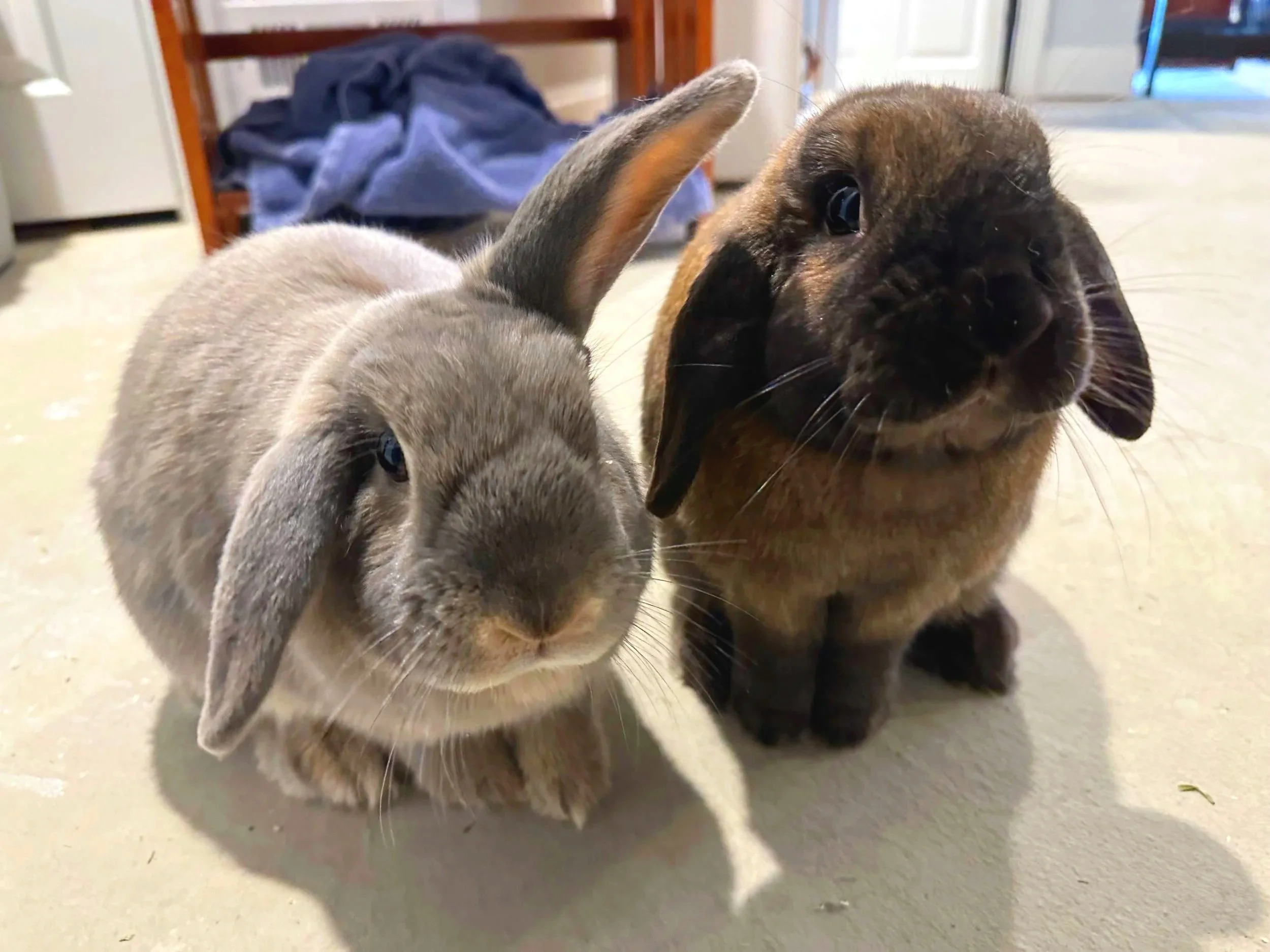 Close-up of a gray rabbit and a brown rabbit indoors on a light-colored floor.