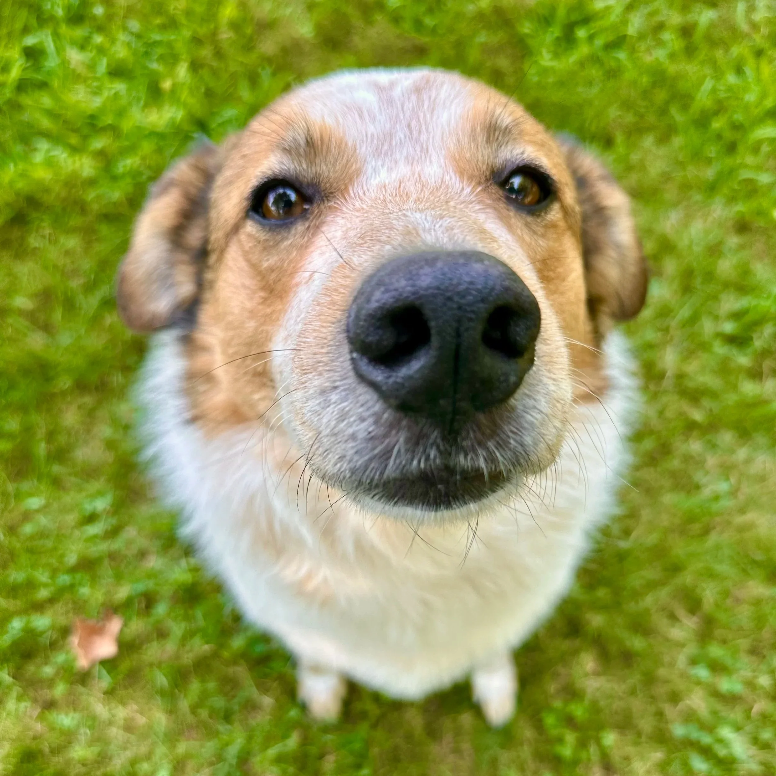 Close-up of a dog's face with a green grassy background, looking directly at the camera.