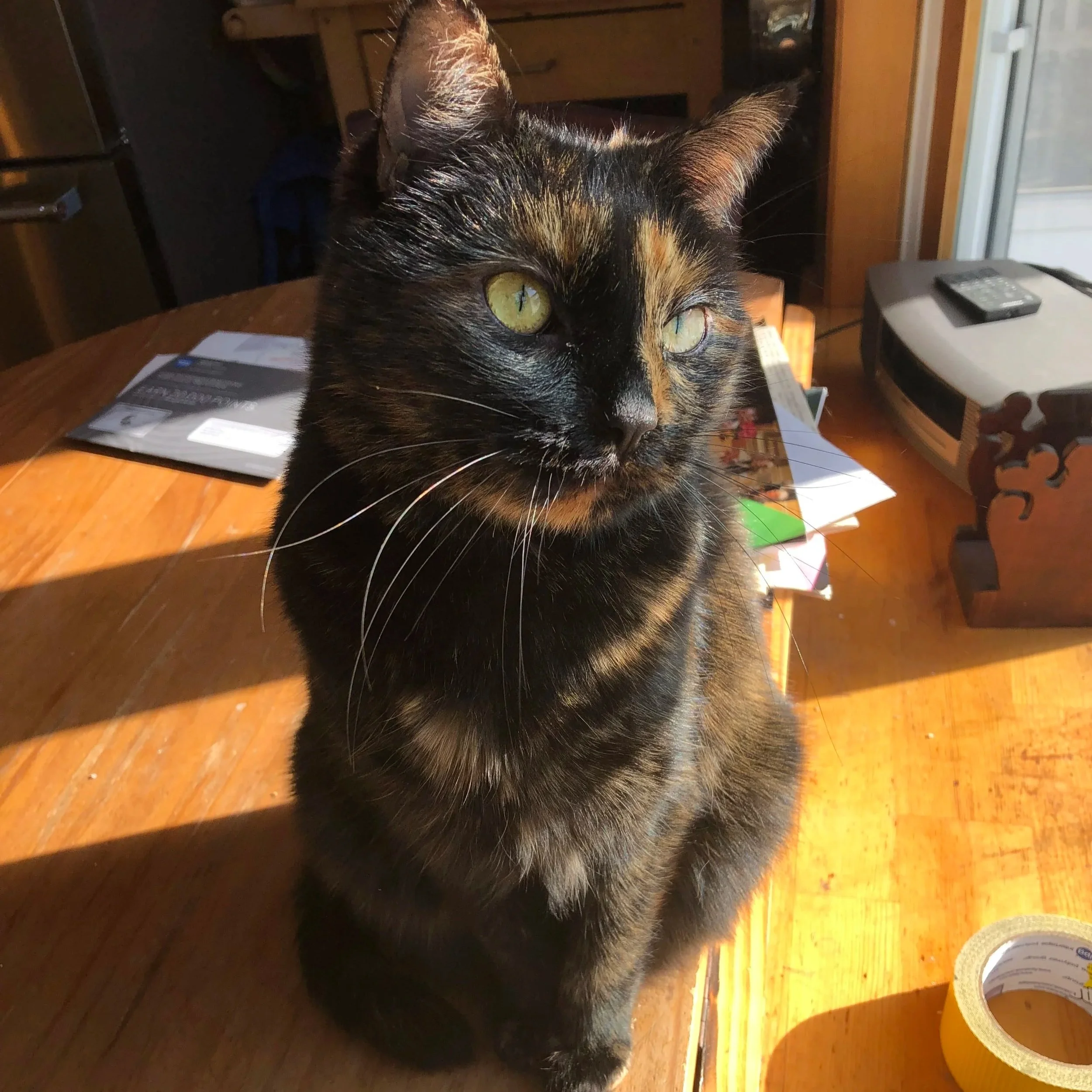 Close-up of a black and orange tortoiseshell cat with yellow-green eyes looking at the camera, sitting on a wooden table with papers, in a room with a wooden floor and furniture.
