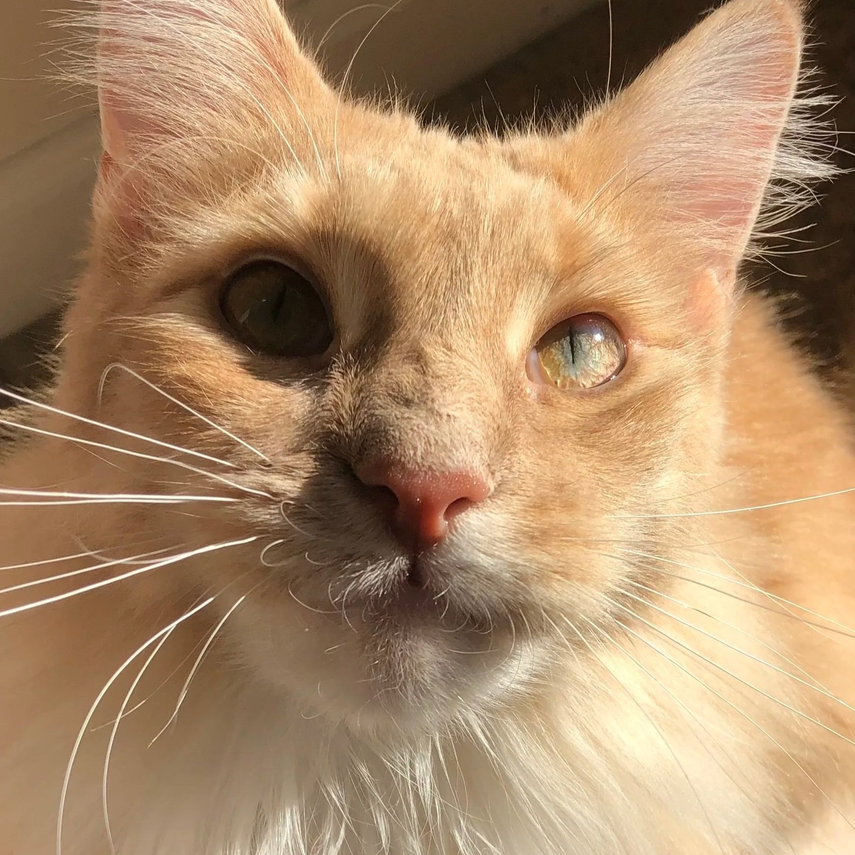 Close-up of an orange tabby cat's face showing one green eye and one dark eye, with long white whiskers and pink ears.