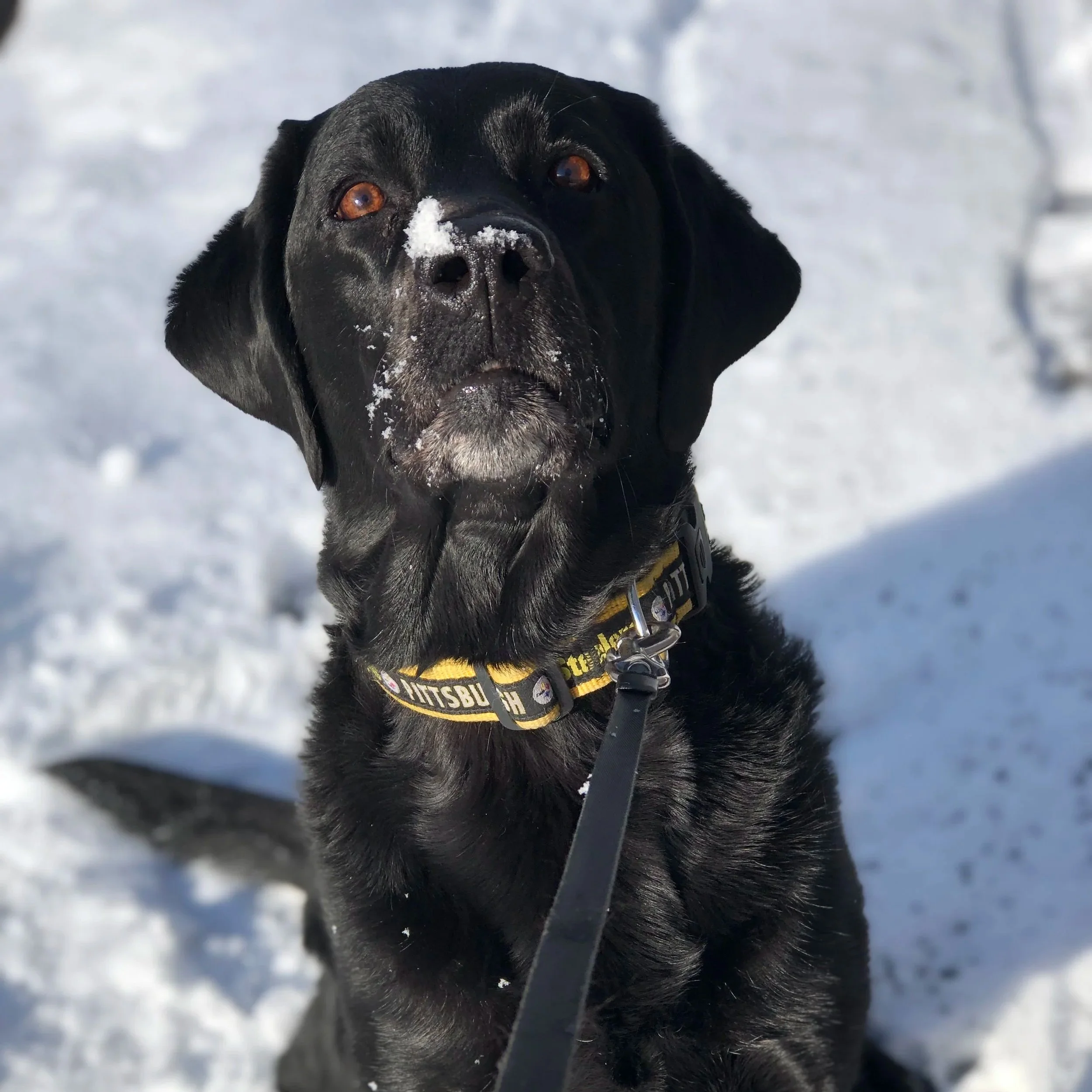 A black dog with brown eyes looking at the camera with snow on its nose, standing outside in a snowy environment.