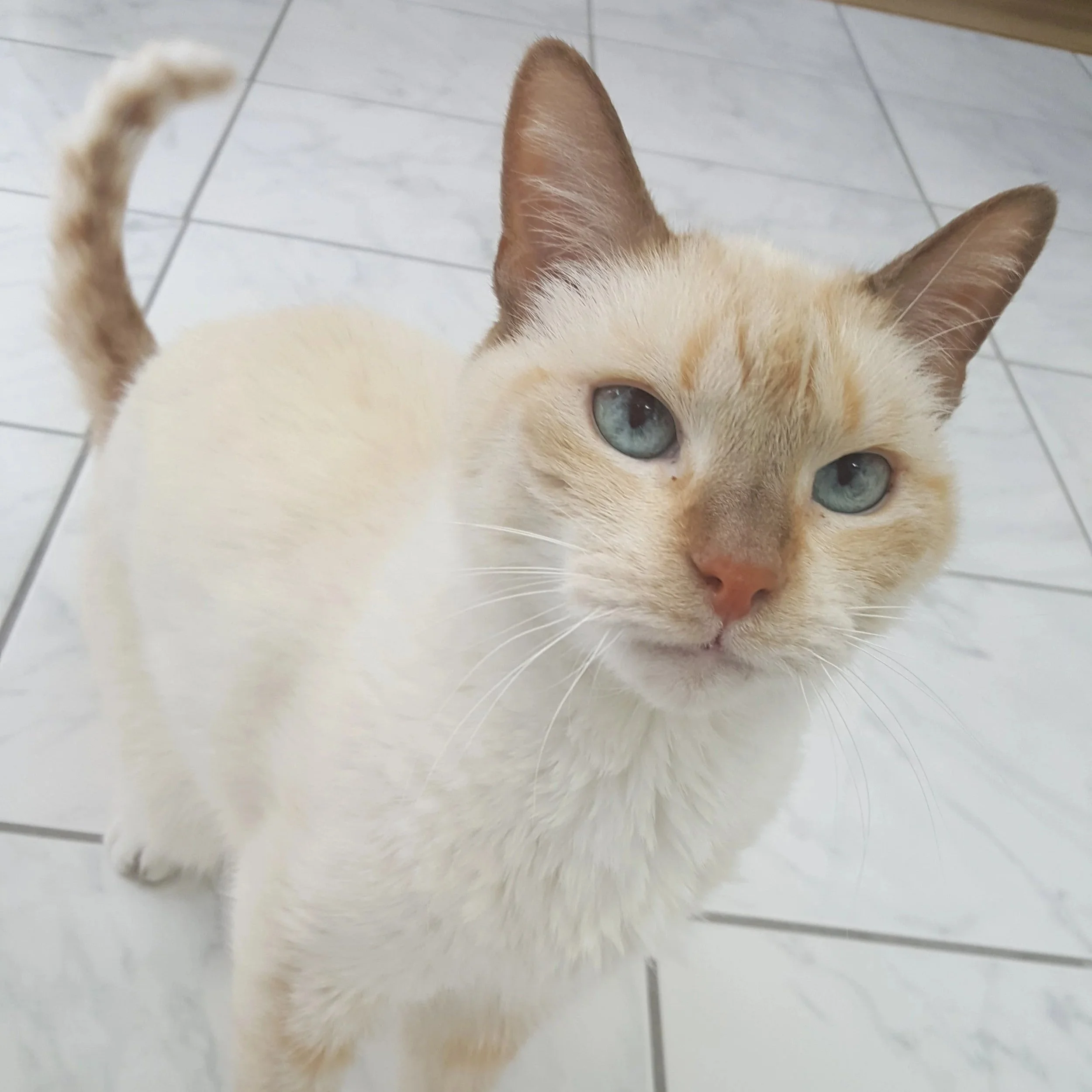 Close-up of a cream-colored cat's face with blue eyes on a tiled floor.