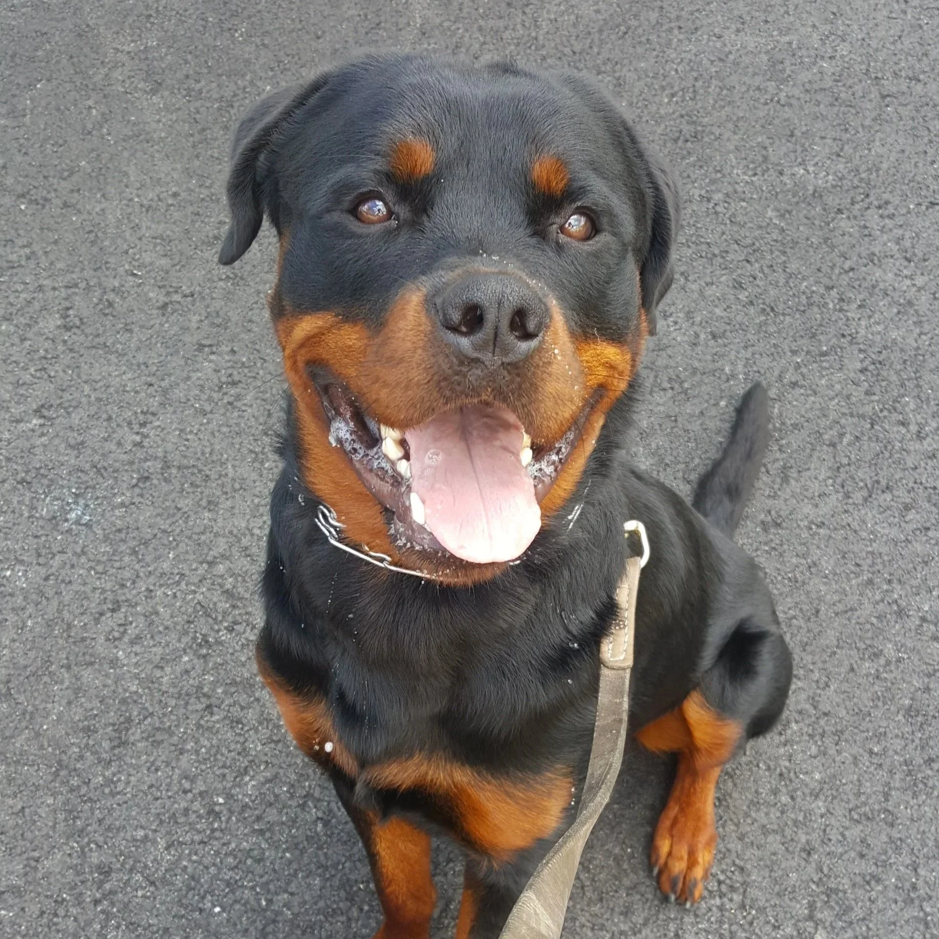 Close-up of a Rottweiler dog with a happy expression, showing its open mouth and tongue, on a gray asphalt surface.