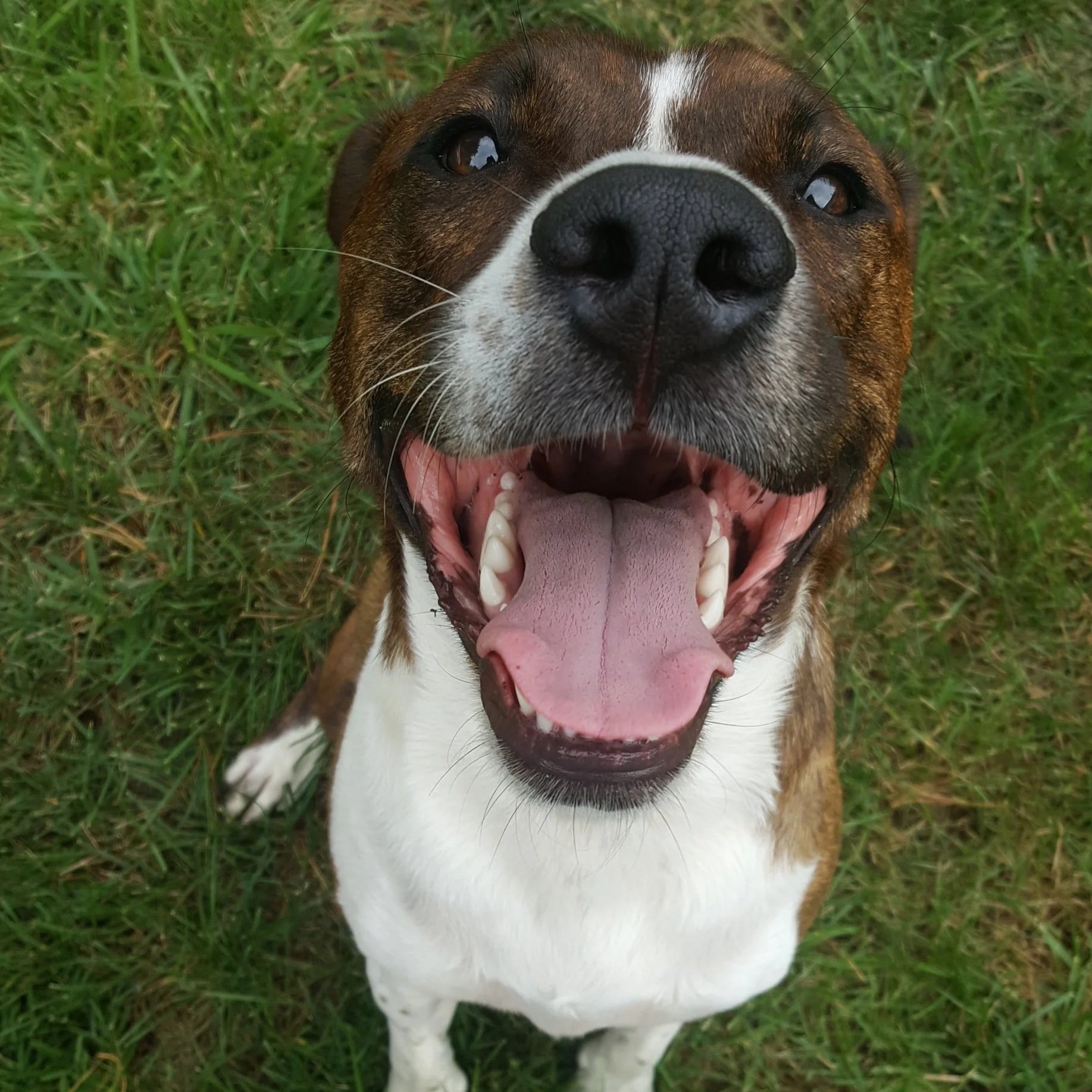 Close-up of a happy dog lying on grass, looking up with its mouth open and tongue out.