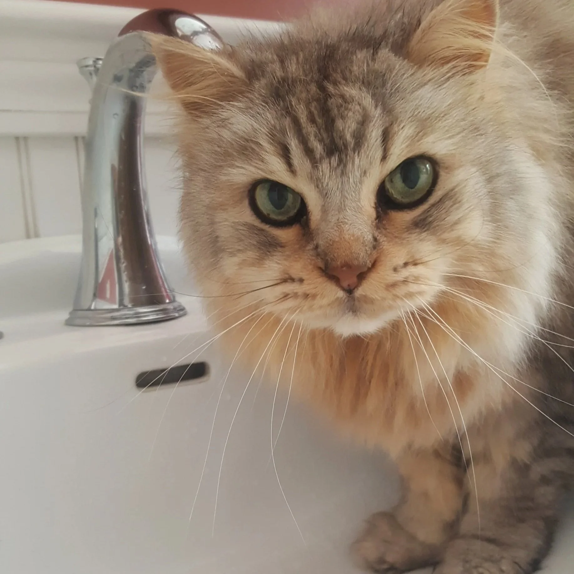 Close-up of a light brown tabby cat with green eyes next to a shiny chrome faucet.