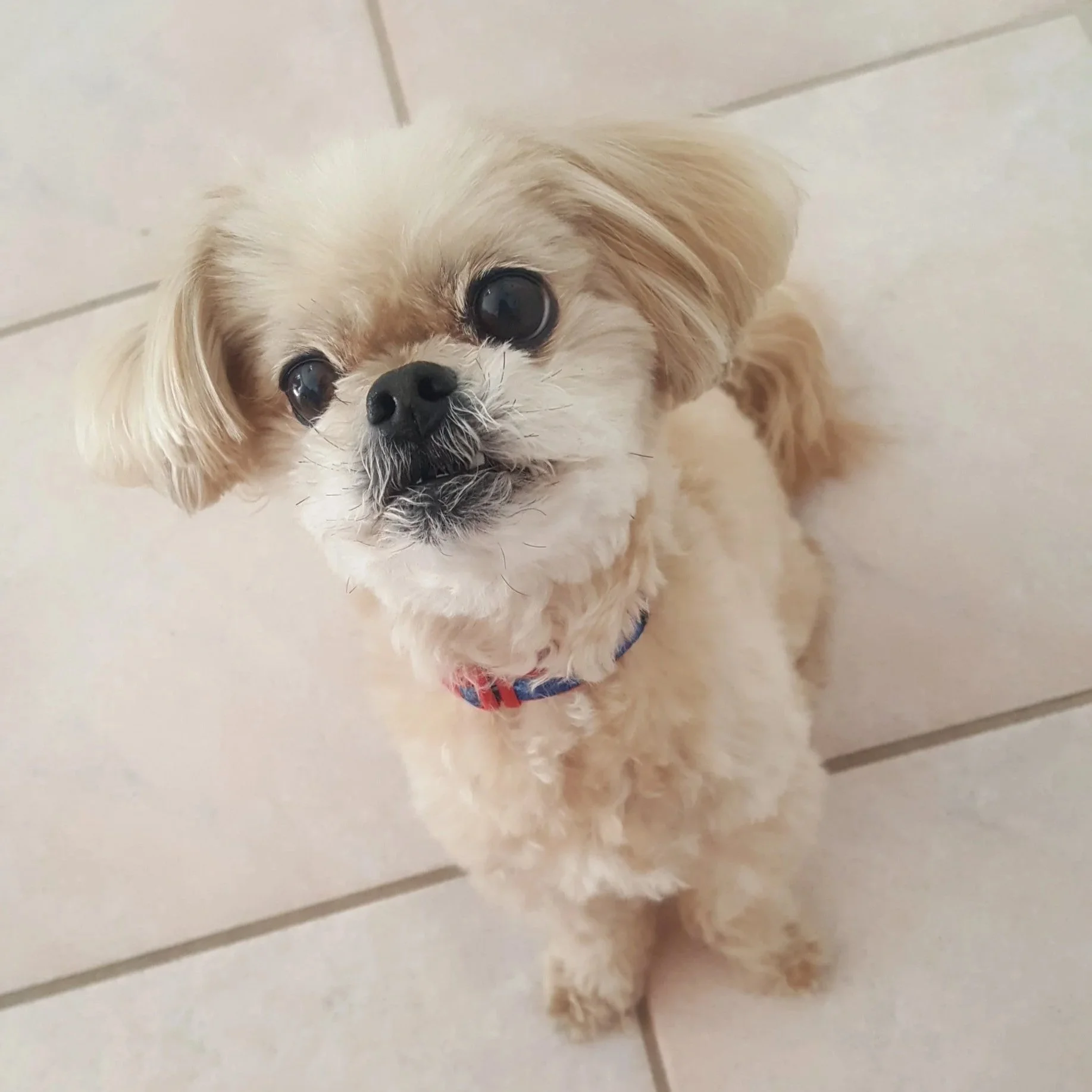 Close-up of a small cream-colored dog with fluffy fur, dark eyes, and a black nose standing on a tiled floor.