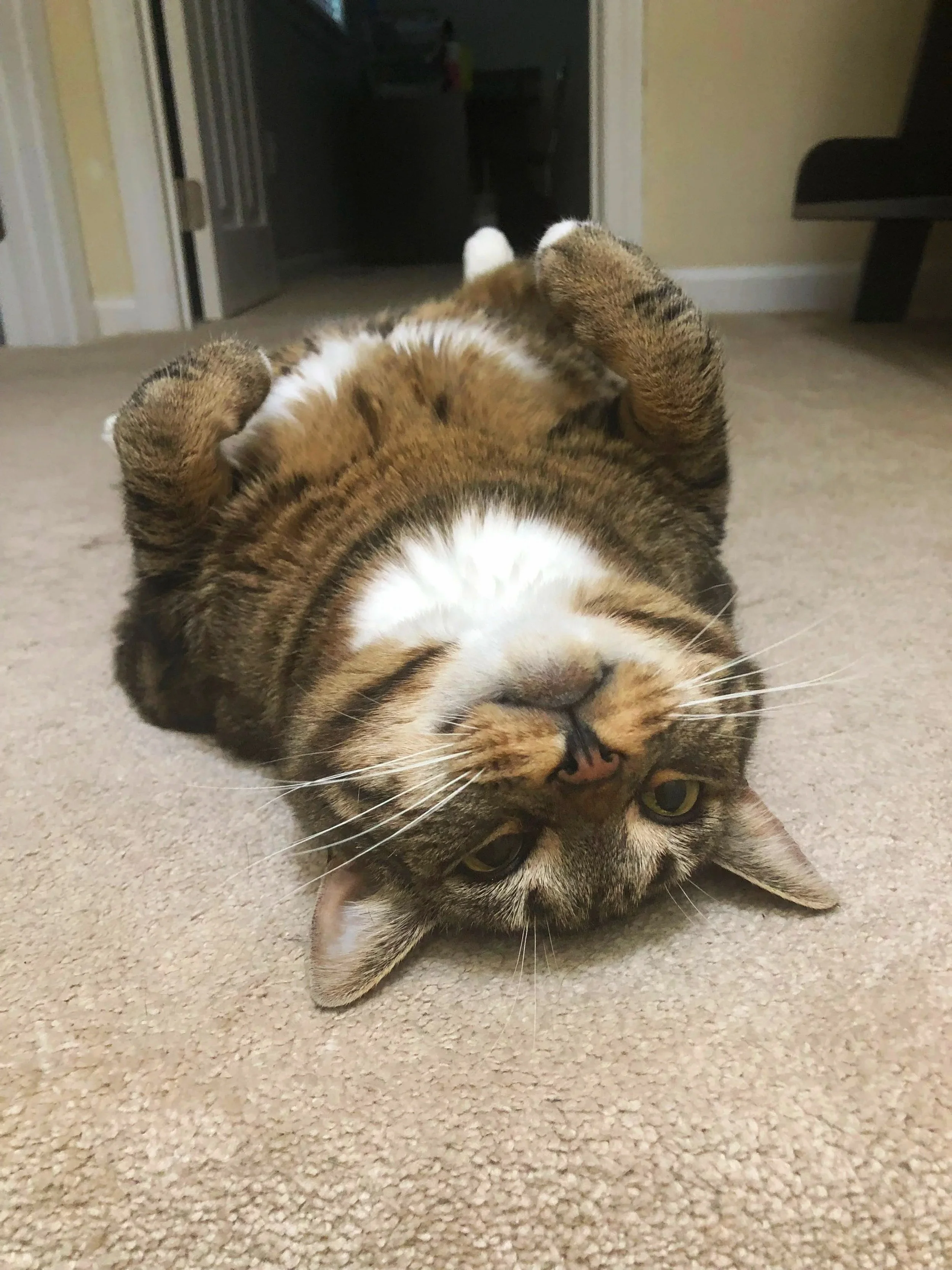 A tabby cat lying on its back on a beige carpet, with its head turned upside down and paws up, near a doorway in a home.
