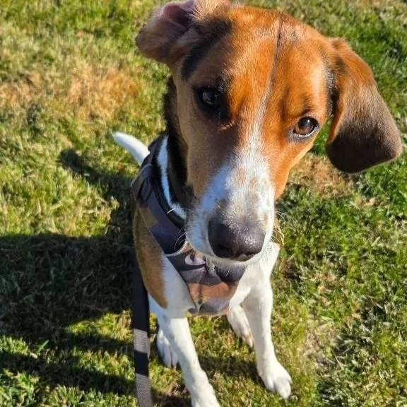 A brown and white dog with floppy ears standing on grass, looking up at the camera.