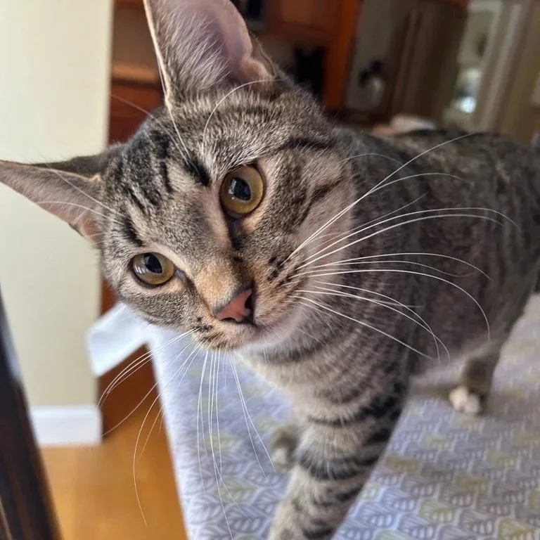 Close-up of a gray tabby cat with yellow eyes, leaning towards the camera on a bed, with a wooden dresser and part of a door in the background.