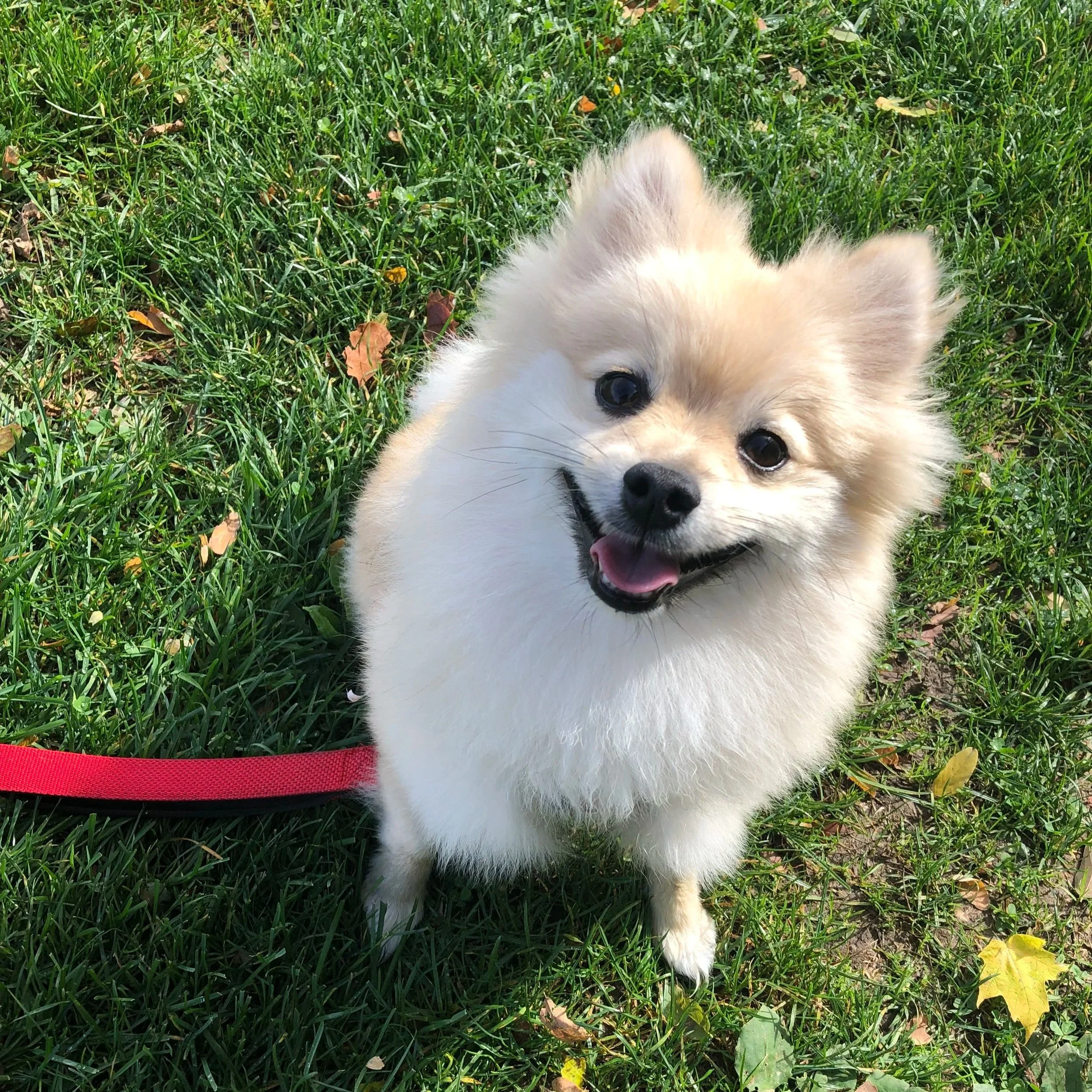 Close-up of a fluffy, light-colored puppy with dark eyes and a black nose, lying on green grass with a few fallen yellow and brown leaves.