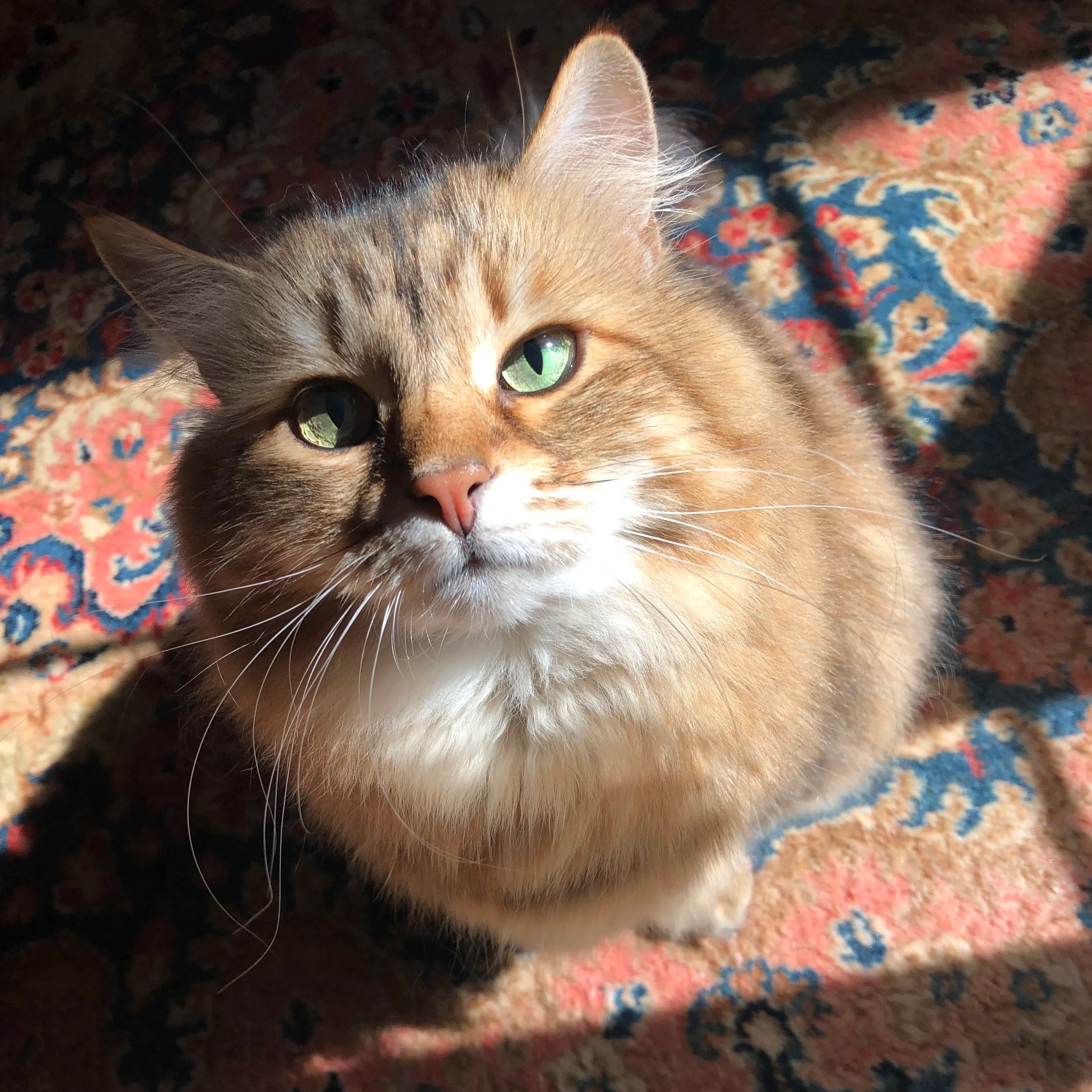 Close-up of a cat's head with yellow fur and green eyes lying on a colorful patterned rug.