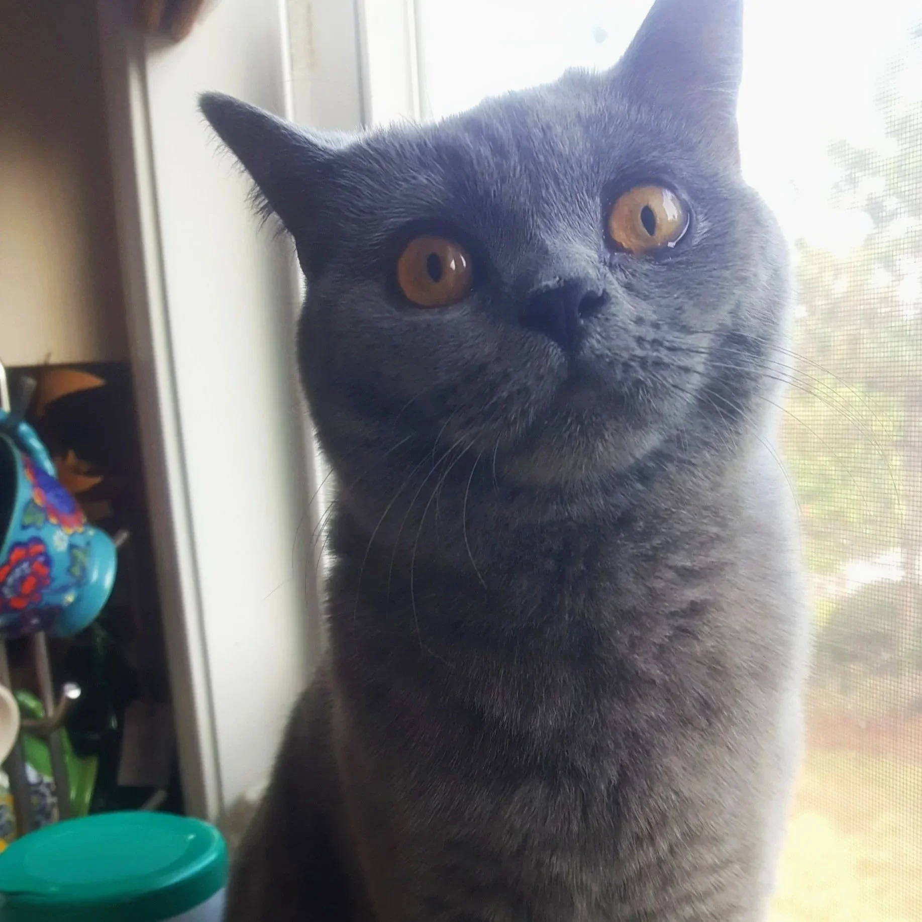 Close-up of a gray cat looking out a window, with amber eyes and a blurred background of a window screen and some outdoor trees.