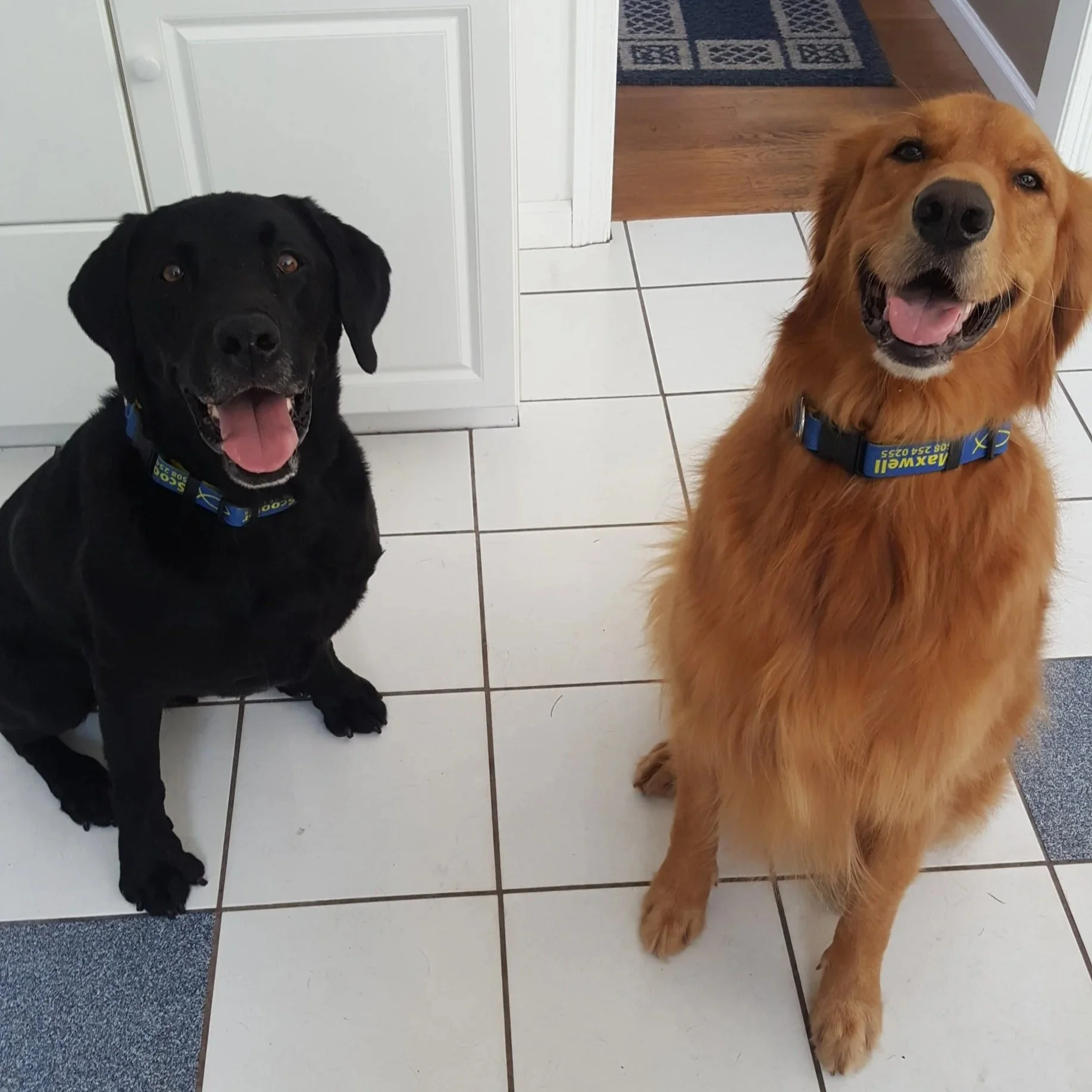 Two dogs sitting on a tiled floor in front of a white door and a beige and blue rug. One dog is black with floppy ears and a pink tongue, wearing a blue collar. The other dog is golden with a happy expression, open mouth, and a blue harness.