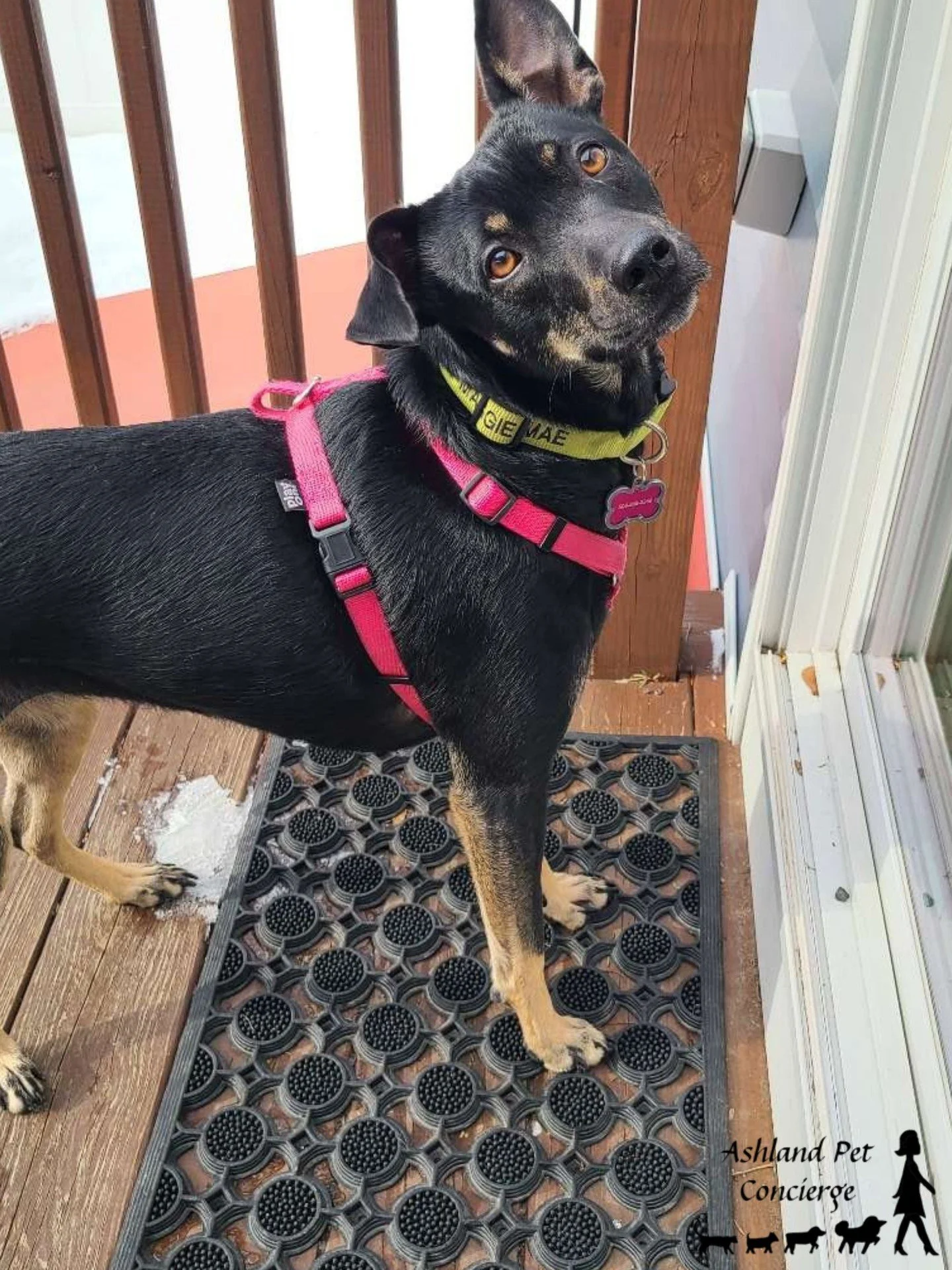 "Did someone say... walk?" 👀🐾

Maggie is always ready for her next adventure! From neighborhood strolls to belly rubs, this sweet pup makes every visit a joy. We can't wait for our next walk together! 💕

#Maggie #HappyDog #DogWalking #Pe